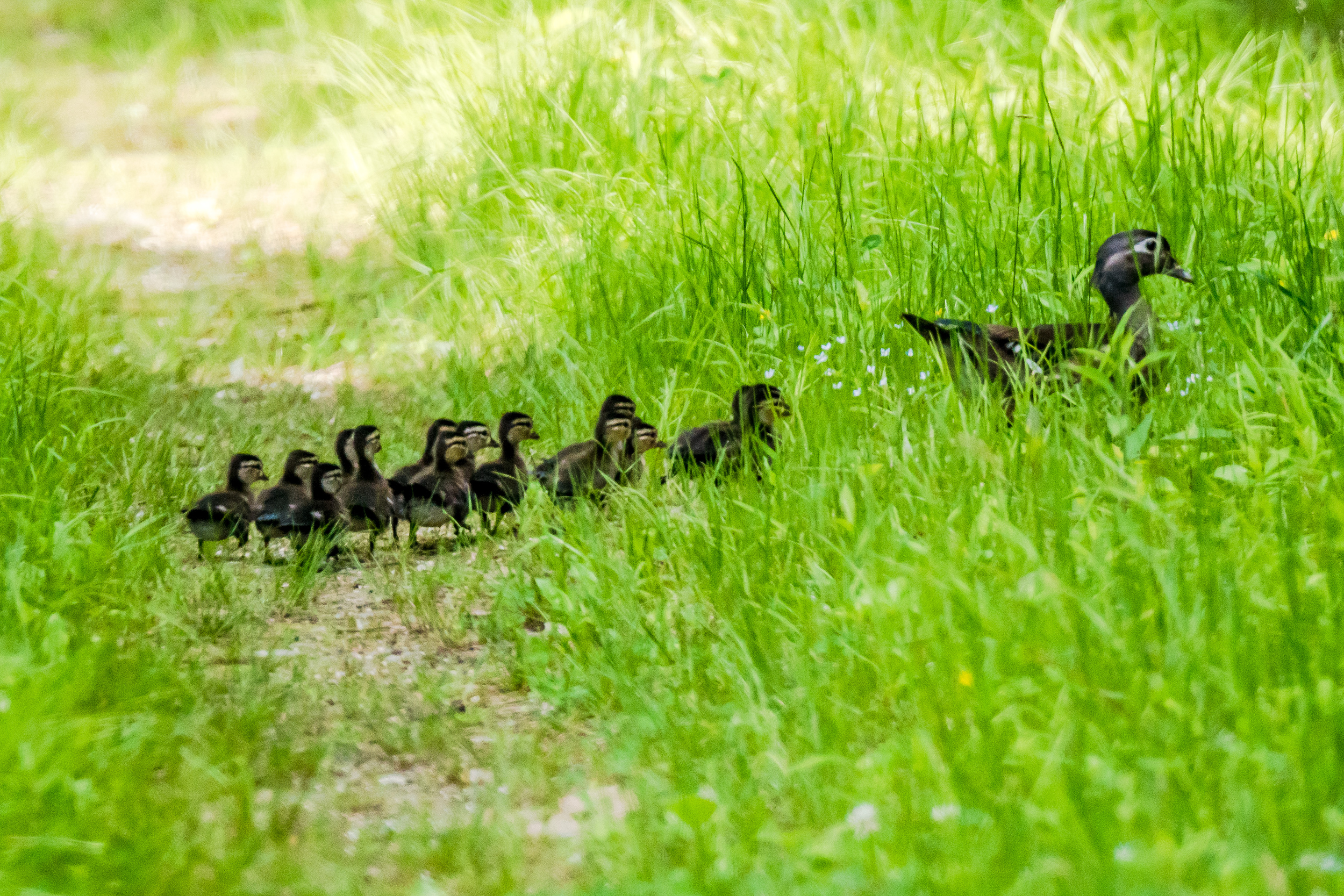   I got a neat surprise this morning..Out popped a female wood duck in the path in front of me. That was surprise enough, but then out popped 14 ducklings the size of ping pong balls right behind her. Ill bet they weren't but 24 to 36 hours old ... &