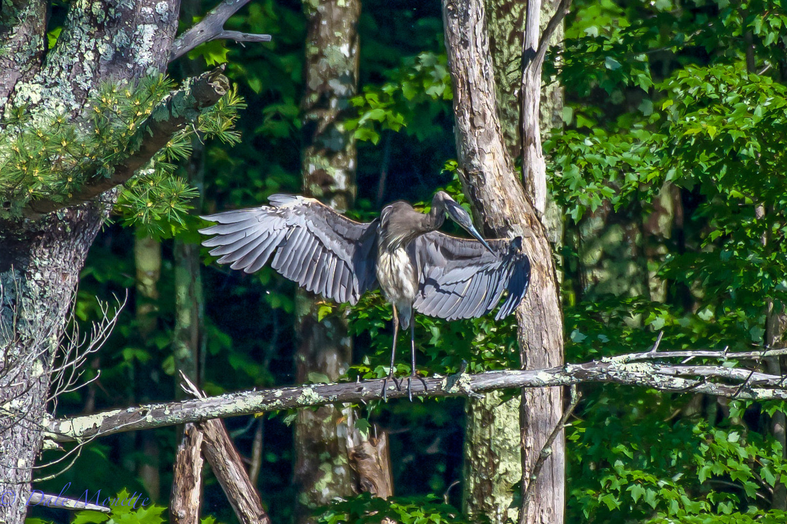   A great blue heron attends to its feathers in the early morning sunlight. &nbsp;They spend hours on feather repair and maintenance. &nbsp;6/6/16  