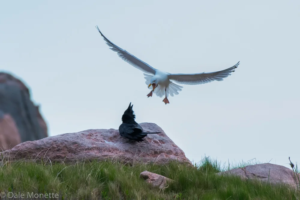 White Point, Cape Breton, Nova Scotia. This raven got a little to close to a nesting gull colony this morning. 6/12/16