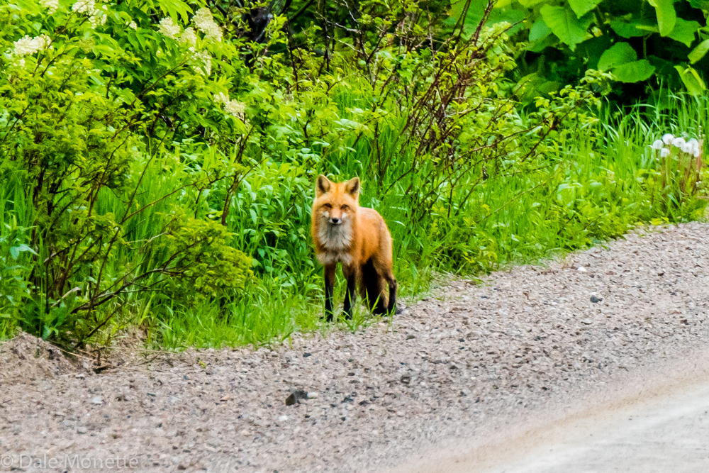    I saw this red fox walking casually down a dirt road this afternoon as I was cruising the back roads of north Cape Breton. It watched the car and when I opened the door it made for the woods.... &nbsp;6/12/16      