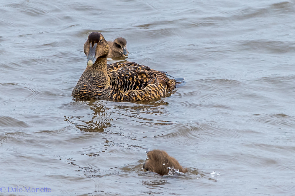   I saw this eider duck in Ingonish Harbor this afternoon. &nbsp;She had seven ducklings with her and she had them in the surf along the shore. &nbsp;Cute little buggers! &nbsp;6/13/17  