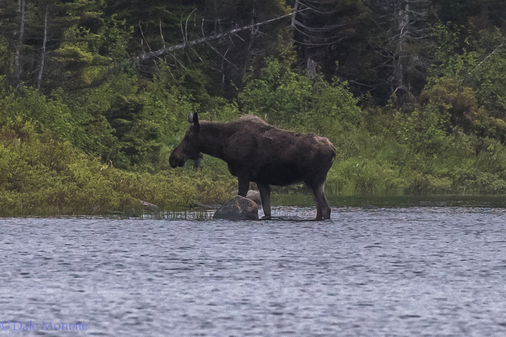 A very large female moose leaves a small pond in The Cape Breton Highlands National Park. I ran into 4 moose today !! 6/14/16