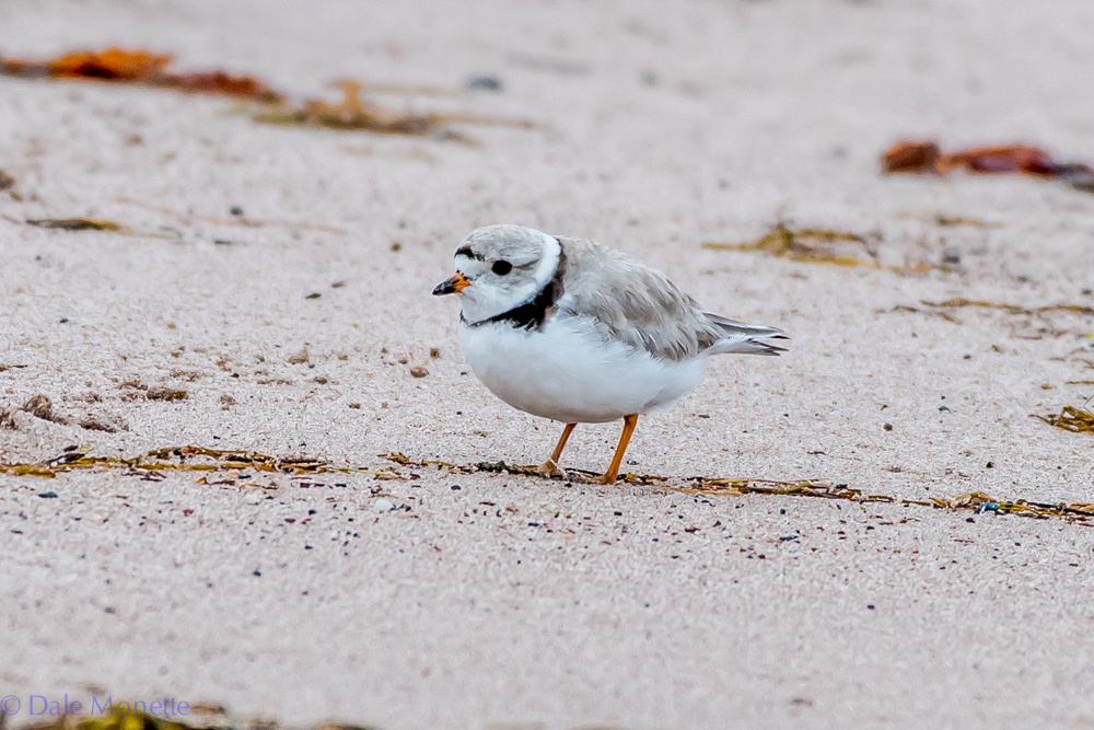    Piping plovers are endangered in Nova Scotia as they are in MA. The beaches where they nest are all posted. This morning I found this one wandering up and down looking for breakfast a far shot from where the posted areas were on South Harbor Beach