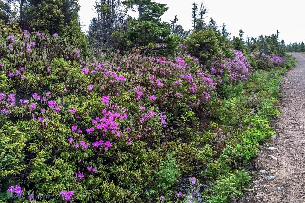 These flowers are all over the Cape Breton Highlands National Park.....6/15/16