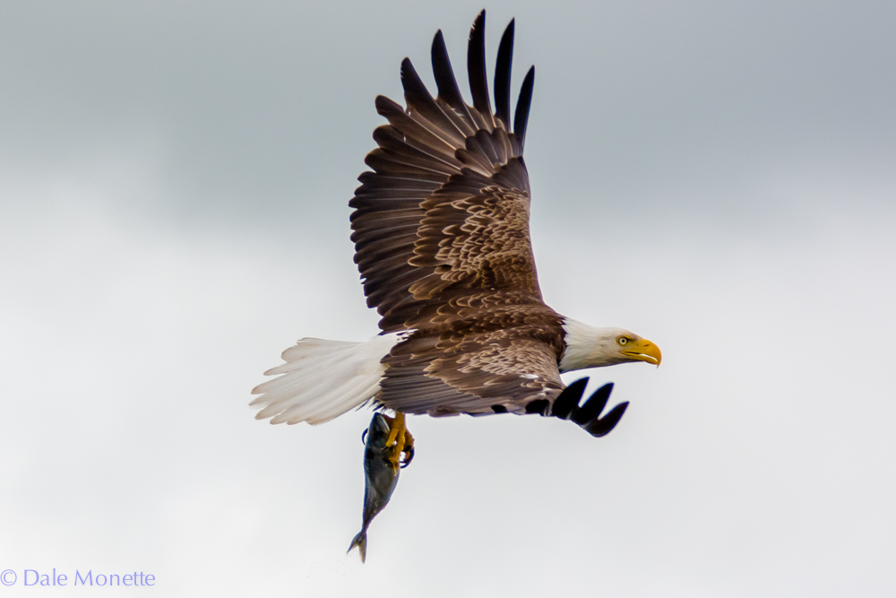 Fresh fish for the family. This bald eagle hit the goldmine. Saint Ann's Bay, Cape Breton, Nova Scotia. 6/16/17