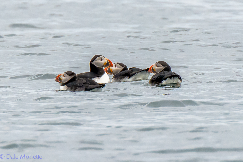   A group of puffins bob in the water off of Cape Breton near Bird Islands. &nbsp;These little guys spend all year out to sea and only come to land to nest. &nbsp;This is one of their nesting islands. &nbsp;6/16/16  