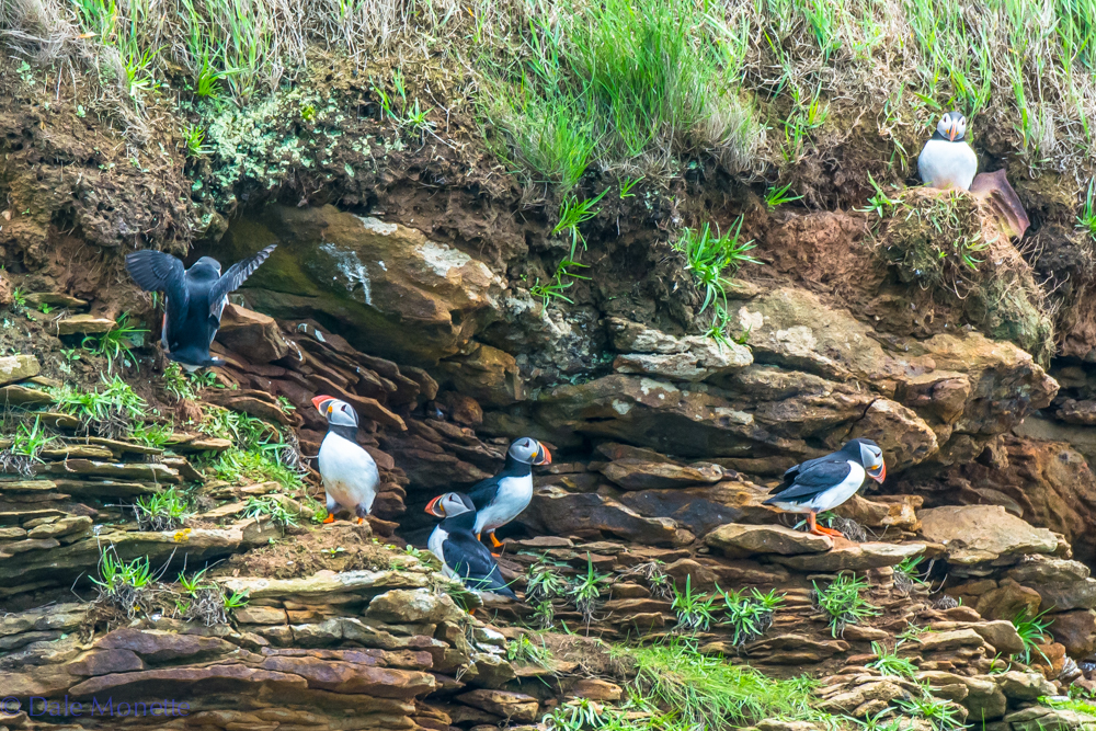   Here's a group of puffins hanging out on their front porches in front of their nesting burrows. &nbsp;They are discussing the Red Sox's chances and who will be the nest president. &nbsp;I overheard one of them say he was glad they live way out to s