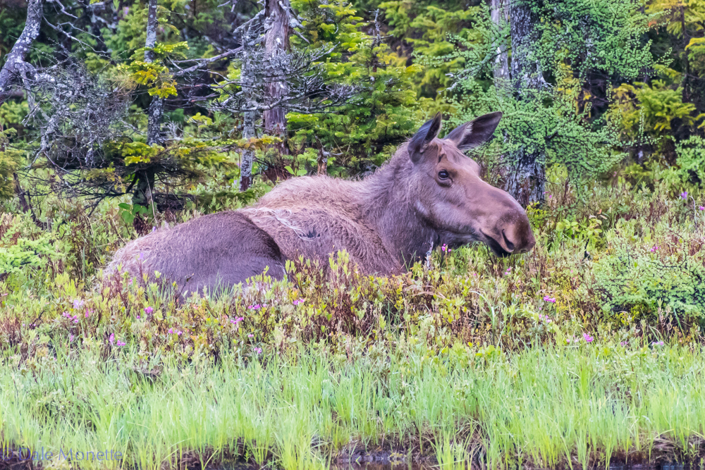 Today was a four moose day. It started off with this gal laying up along a small pond in the Highlands National Park. I hiked in a mile to this pond and she left on her own about 30 minutes after I arrived. 6/17/16