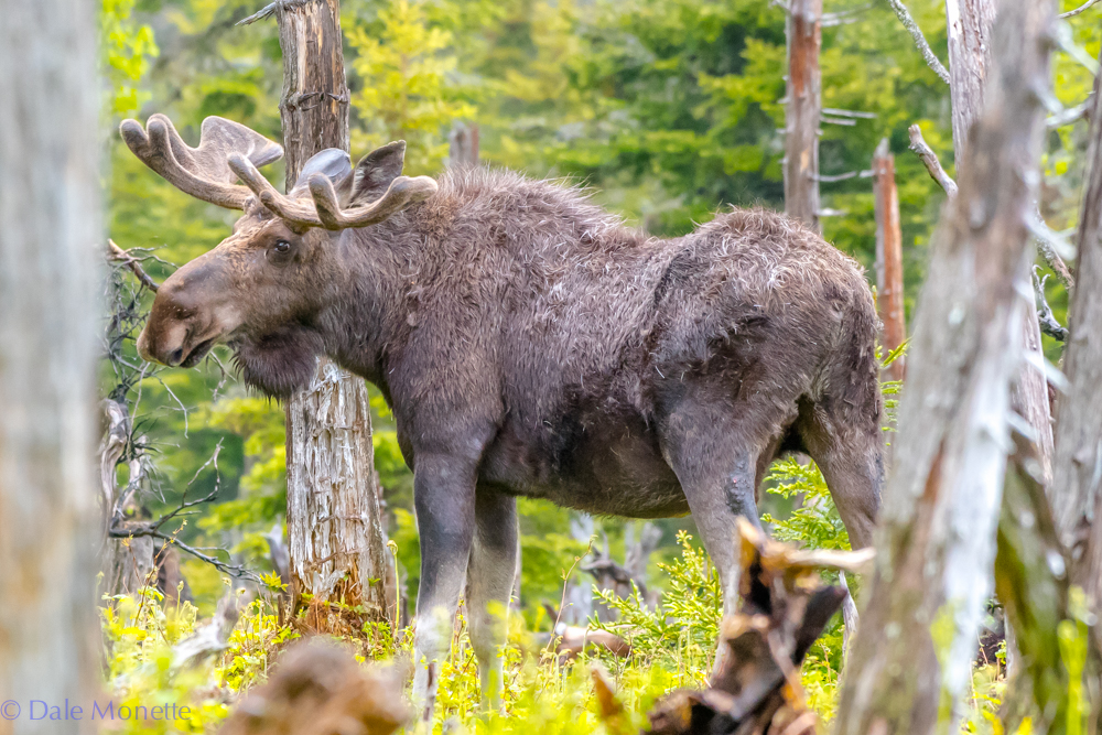 Here is moose number 2 today. The moose up here on Cape Breton are still shedding and this guy looks like a scruffy dude. Benji's Lake, Cape Breton Highlands National Park, Nova Scotia. 6/17/18