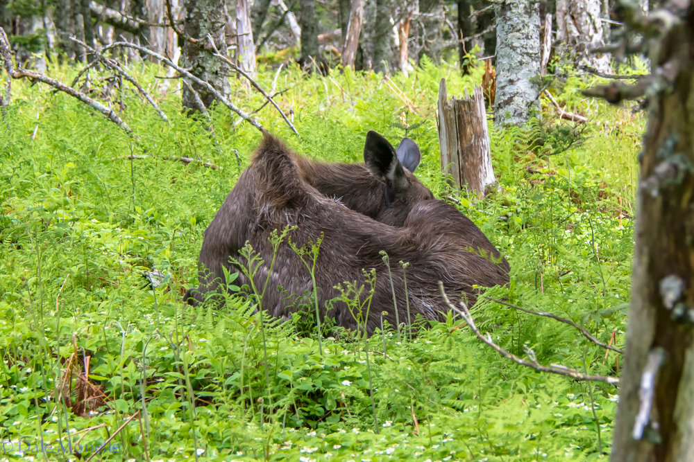   This moose was sleeping about 50 feet off the Skyline Trail curled up in a ball snoozing away. I scurried by and she never batted an eyelash. &nbsp;6/17/16  