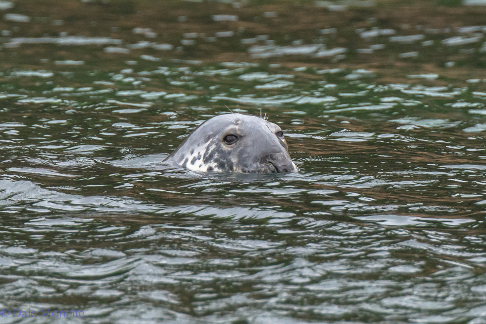   A grey seal gives us the seal of approval out at Bird Islands Seabird Sanctuary 7 miles out into the Atlantic Ocean off of Cape Breton. &nbsp;6/18/16  