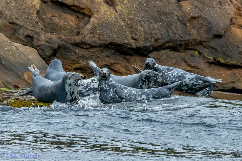   Here are 7 grey seals lounging about on the shore of Bird Island off the coast of Cape Breton Males can grow to be almost 8 feet long and weight 680 pounds. &nbsp;6/15/16  