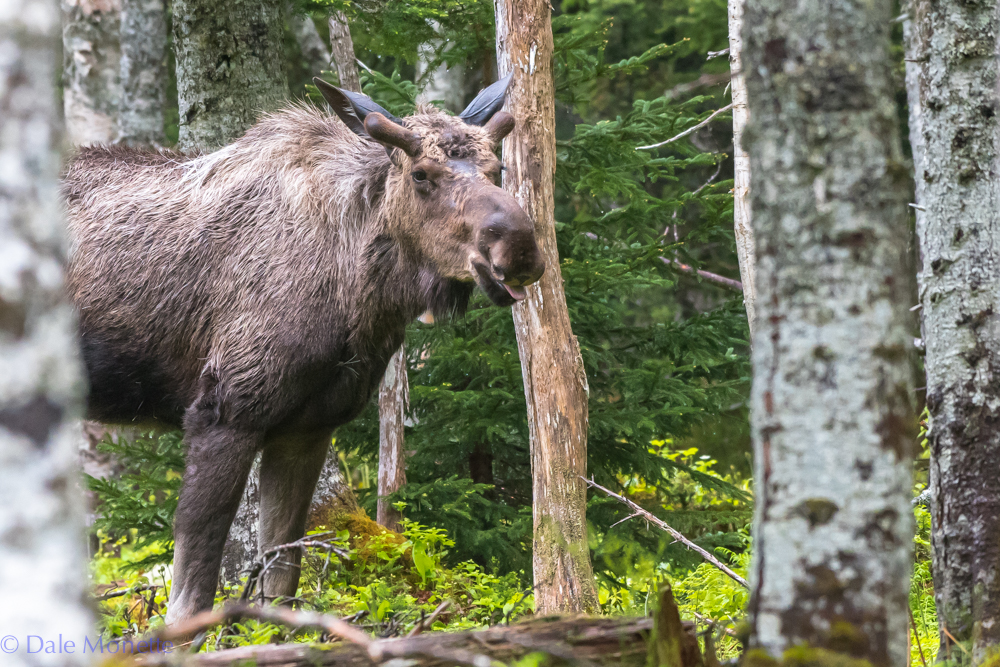   This scruffy young bull moose saw me before I saw him. &nbsp;Then we played peek-a-boo for about ten minutes.........I won !! &nbsp;  