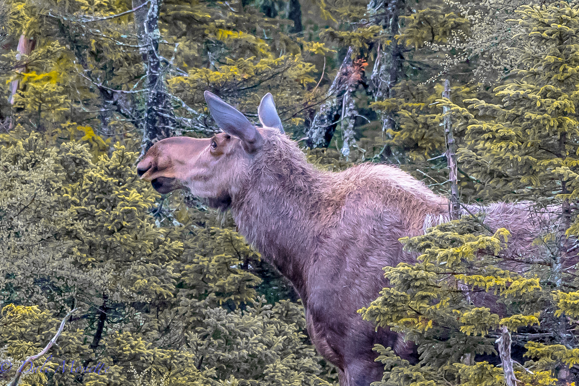   A female moose detects maybe another moose clumping through the woods or she sniffs another one coming. &nbsp;They have a great sense of smell. &nbsp;Benji's Lake, Cape Breton Highlands National Park, Nova Scotia. &nbsp;6/21/16  