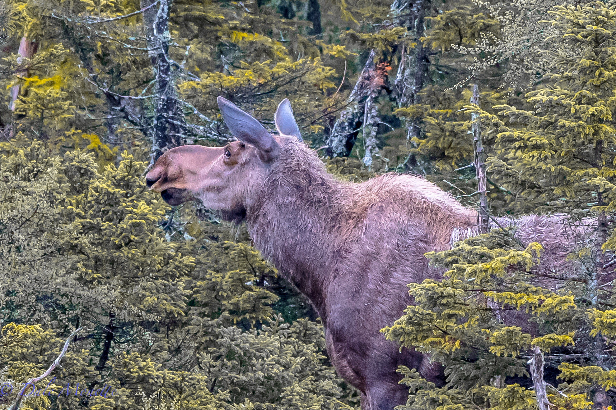 A female moose detects maybe another moose clumping through the woods or she sniffs another one coming. They have a great sense of smell. Benji's Lake, Cape Breton Highlands National Park, Nova Scotia. 6/21/16