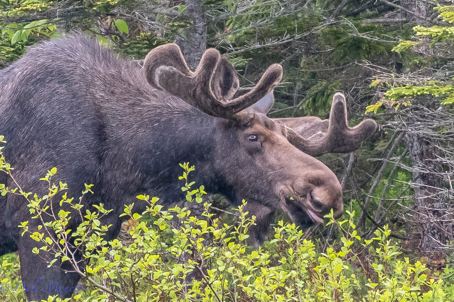    This was taken in the pouring rain at Paquette Lake in Cape Breton National Park, Nova Scotia on June 17th at 5 PM. The moose and I were soaked when I took this. He was 130 yards away on the other side of a little cove. I used a Nikon D810 (set on