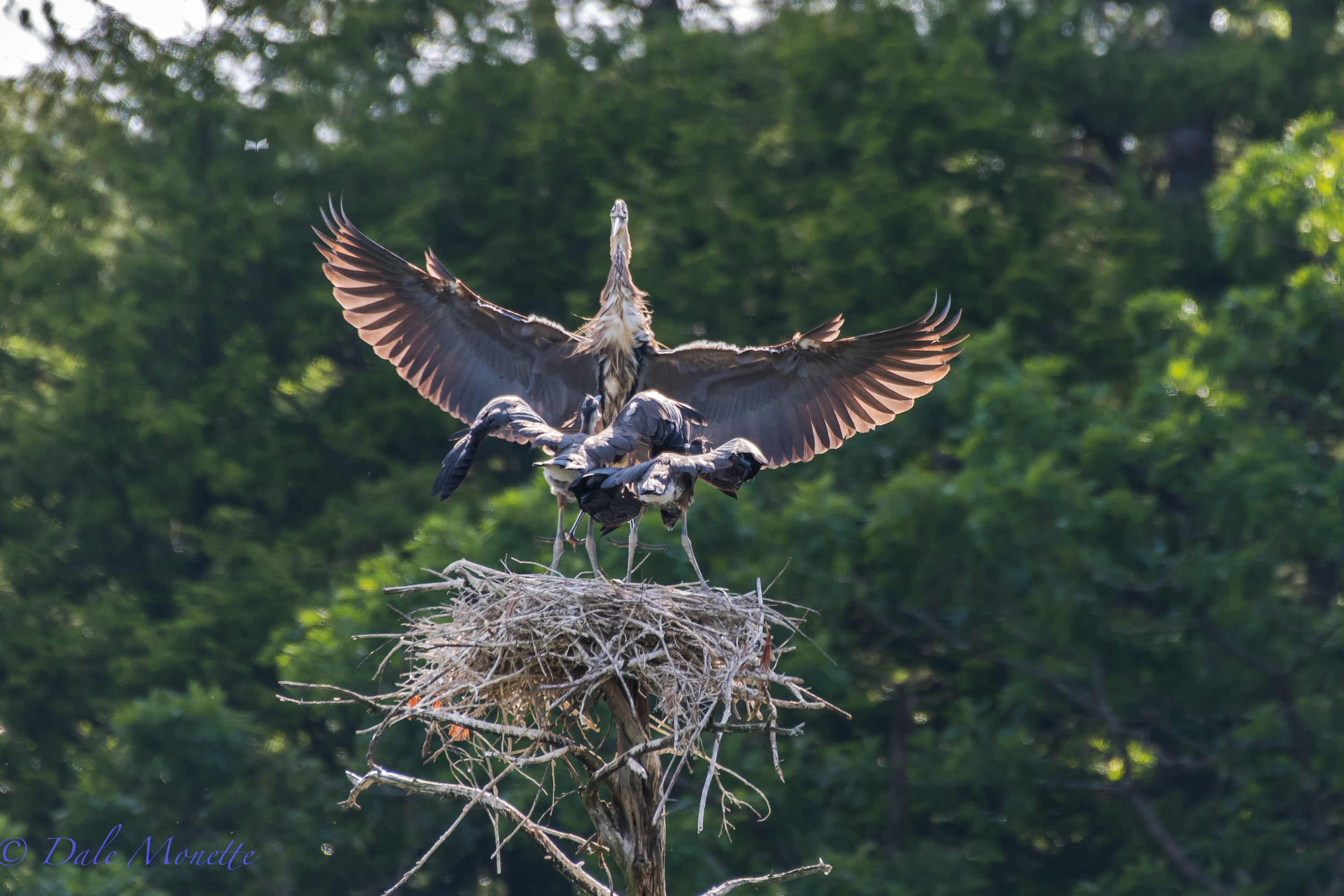   "Dads here with lunch !" &nbsp; &nbsp;Two of three great blue heron chicks are greeting dinner from one of their parents landing. The third chick has already left the nest. &nbsp;I suspect these 2 will be gone from the nest within a week. &nbsp;6/2