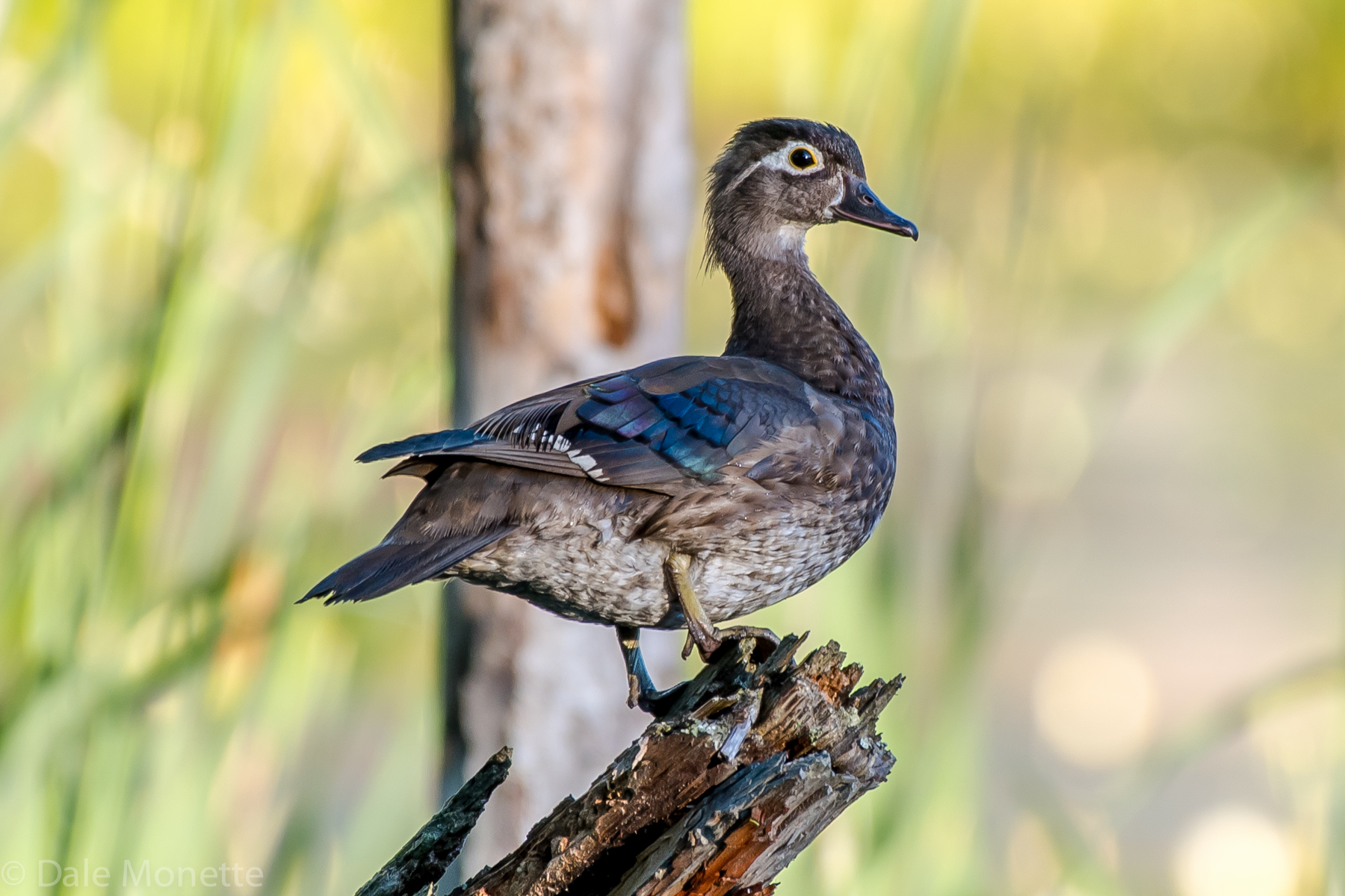   This female wood duck flew in about 50 feet to the left of me and landed and I was 10 feet away from my camera and tripod. &nbsp;I didnt think I'd be able to get to it without scaring her away but it worked out... &nbsp;7/2/16 &nbsp;  