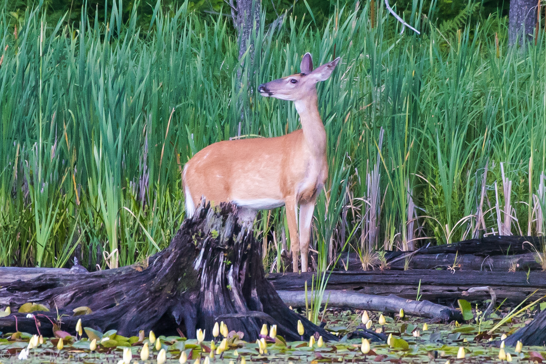   One of the three white tailed deer I see occasionally in a certain swamp. &nbsp;She was onto me here !.... great gentile animals to watch when they are going about their life. &nbsp;Especially with other deer. &nbsp;  