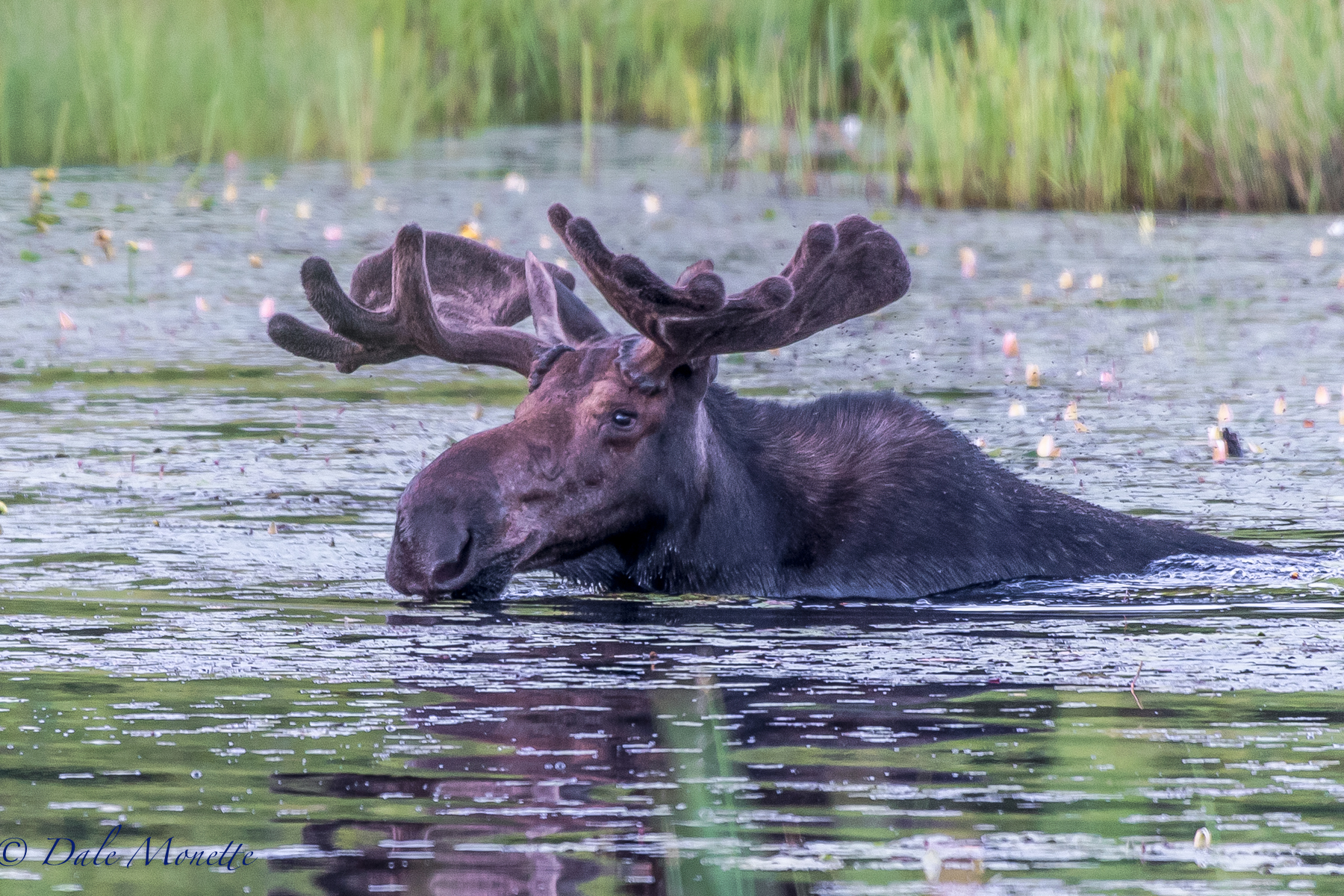 Heres the same moose as the last photo. Notice the deer flies trailing behind his head. Thats why moose love to get into ponds up to their necks sometimes. To cool off and as a relief from biting insects. 7/4/16