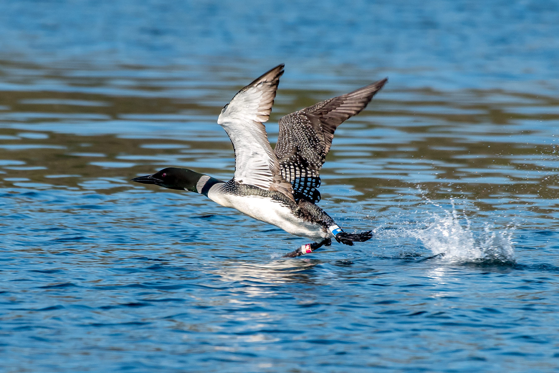Common loons need a long way to take off from the surface of the water. Here is a loon getting up speed to take off. You can see the research bands on this legs of this bird.... 7/6/16