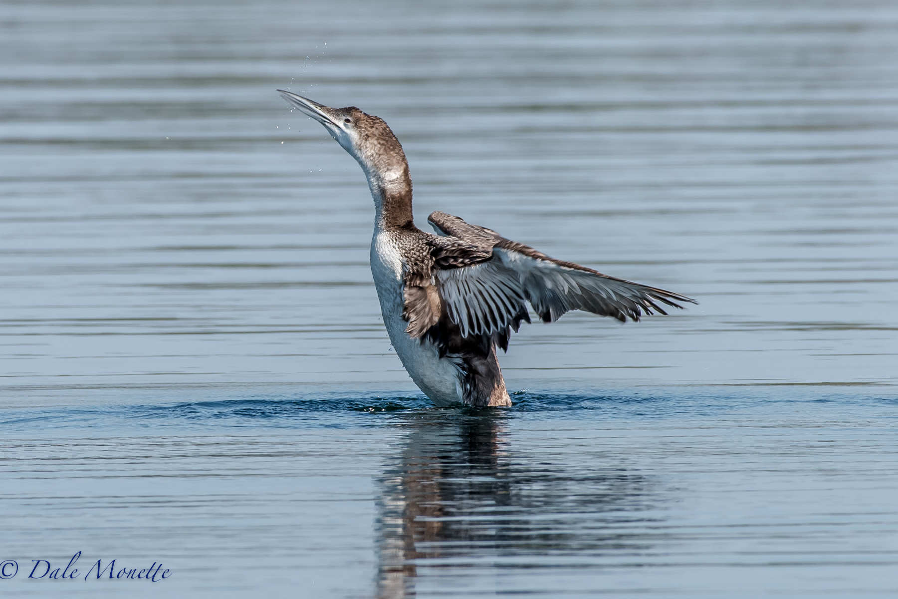   A juvenile loon finishes off a preen at the Quabbin Reservoir with a good shake to get all the feathers realigned. &nbsp;7/6/16  