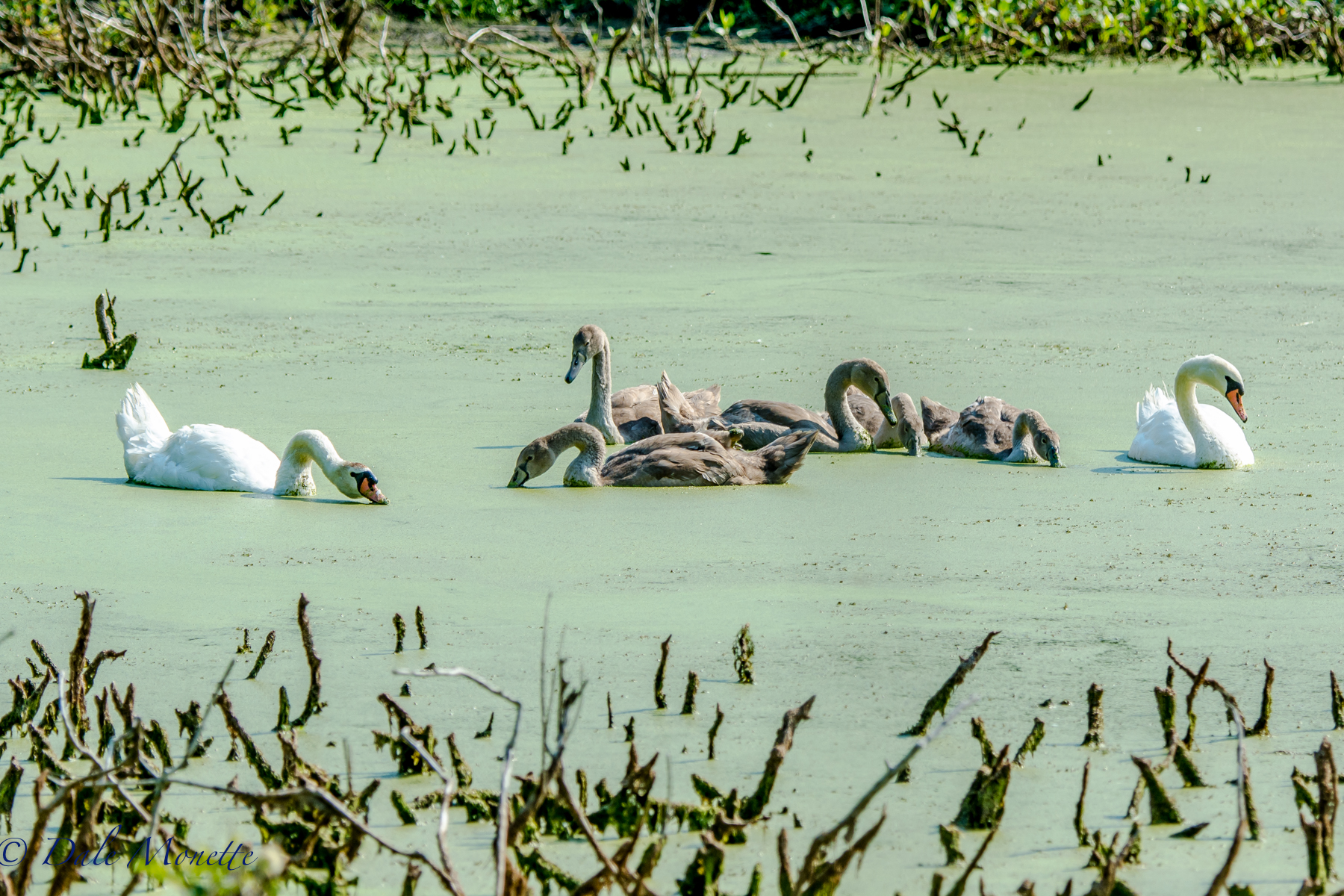 I went to Stebbins Wildlife preserve in Longmeadow MA early this morning. Its a little out of my territory but so are these mute swans and 5 cygnets... but they were fun to watch. 7/17/16