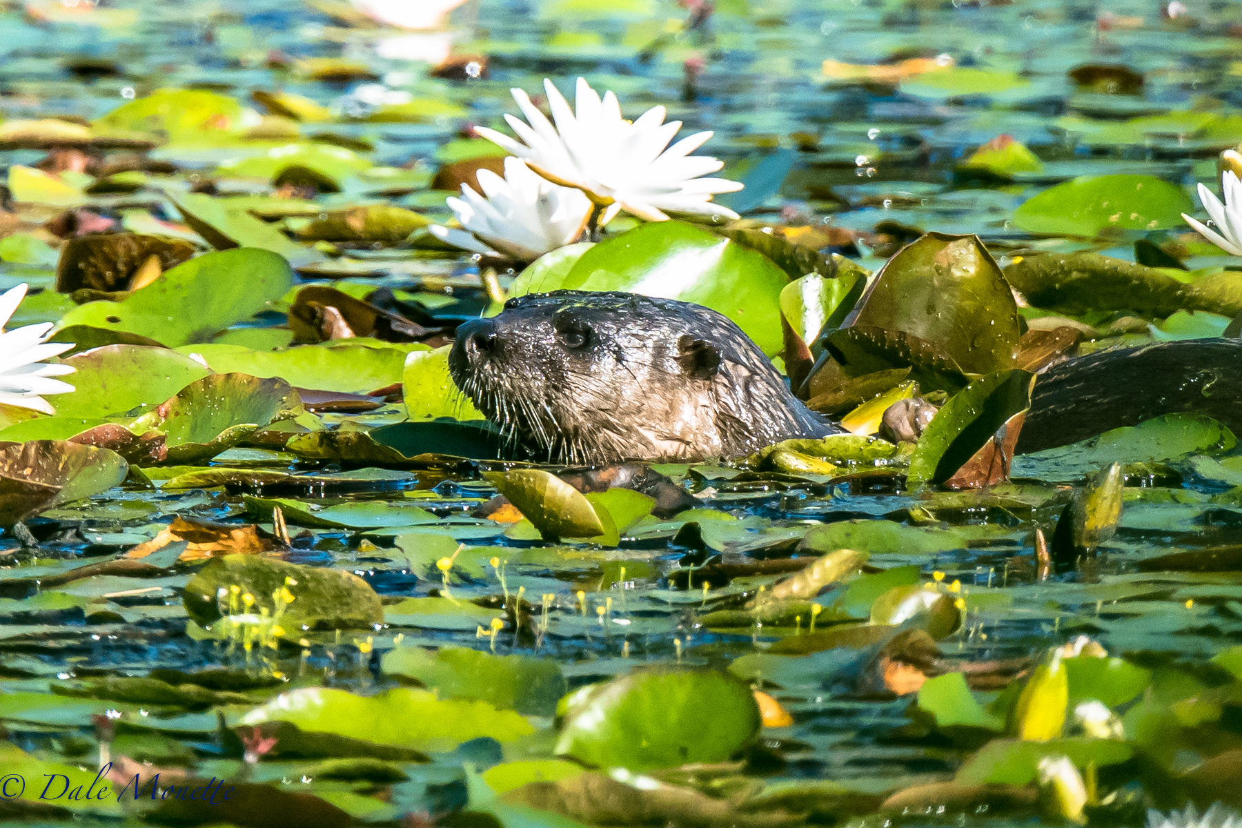   A northern river otter found me this morning. &nbsp;They are hard to see in the summer because they like to stay hidden in the lily pads. &nbsp;The click of my camera was to much for this ones curiosity and he just had to stop and check me out! &nb