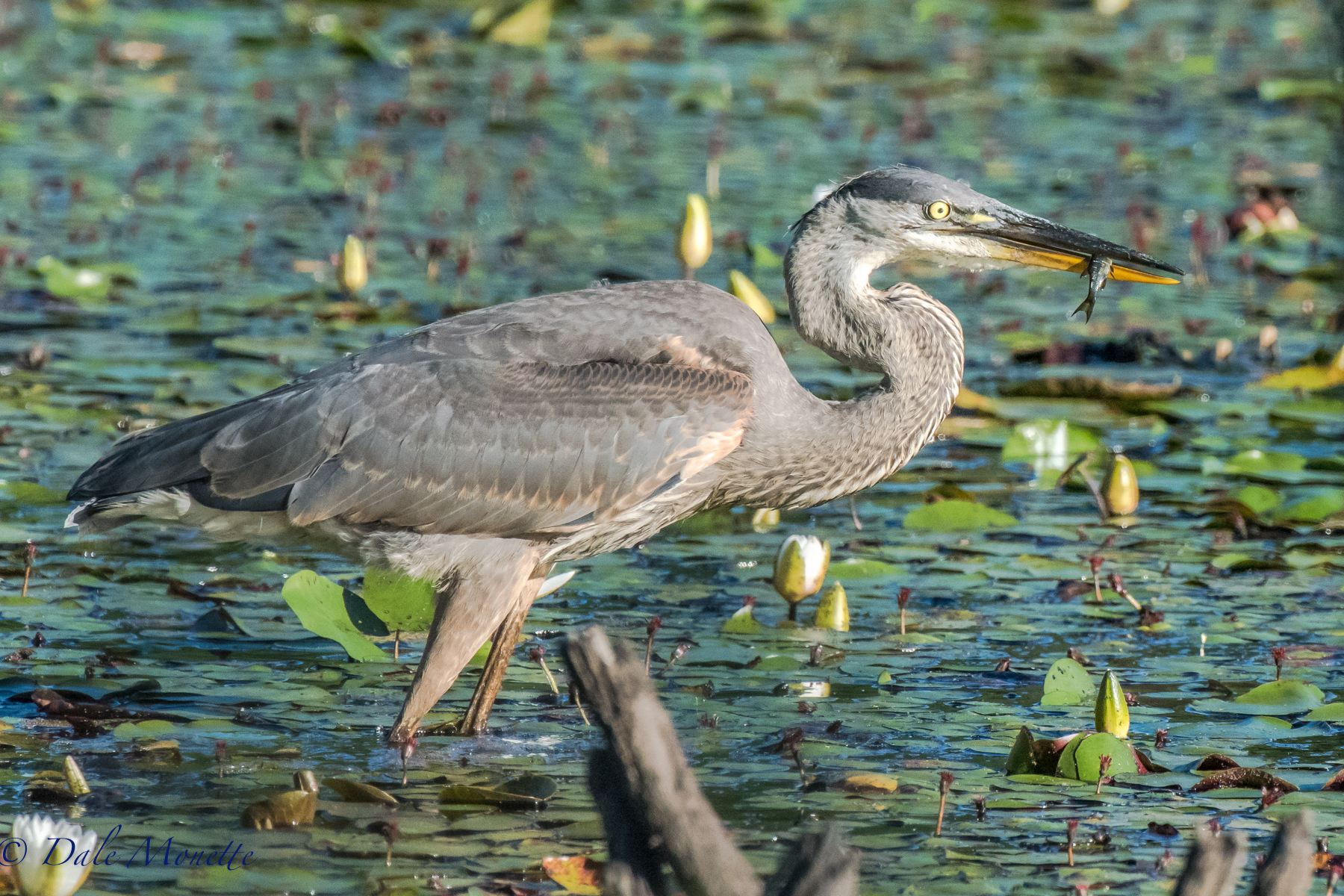   Young of the year great blue herons are leaving their nests and starting to show up in the local swamps, ponds and waterways. Here is a young one I found fishing today in Petersham. &nbsp;7/19/16.  