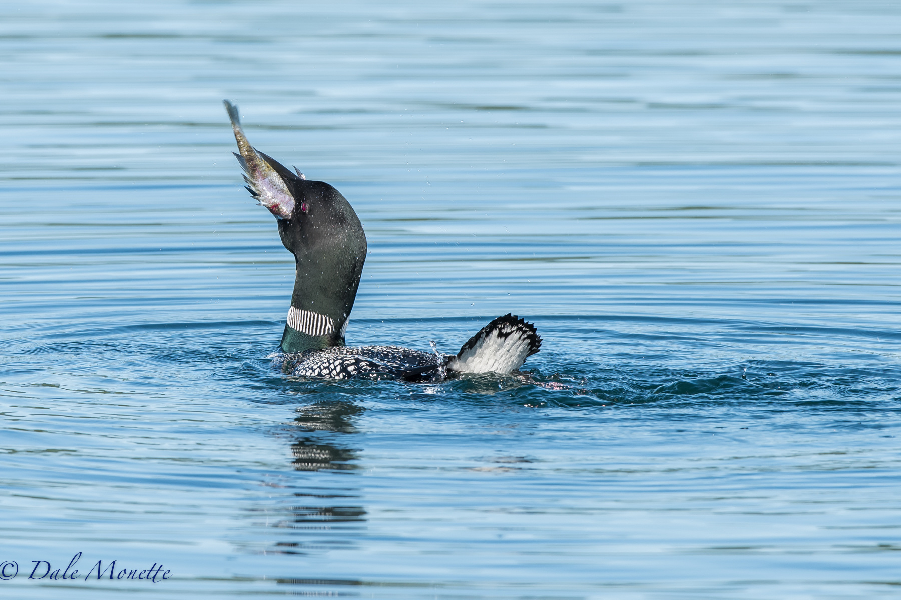    Down the hatch !! well, maybe. We saw this female loon struggling with a sunfish this morning at Quabbin.&nbsp;When we left her she was still working on the fish. When we returned to the area 3 hours later she was still there but the fish was gone