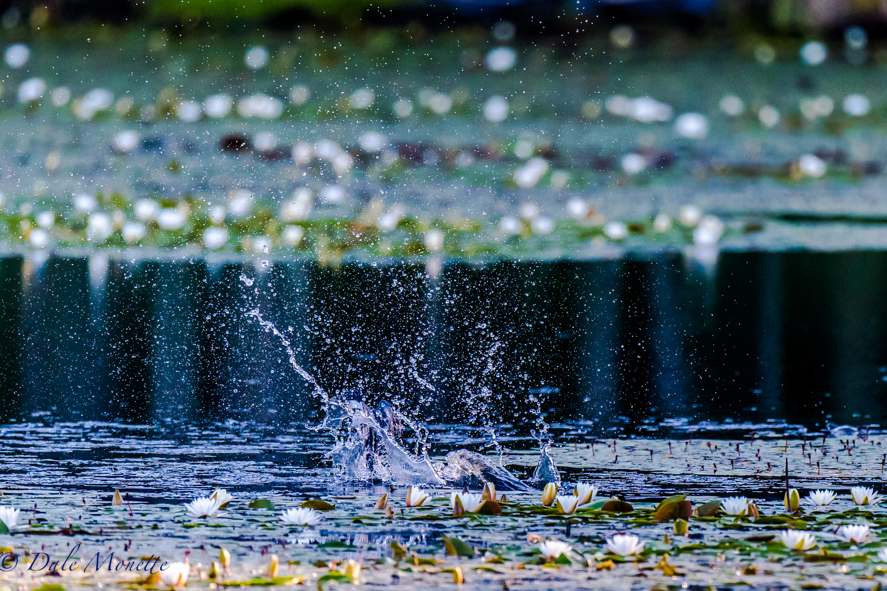   Another belted kingfisher exploding into a small school of fish for breakfast. &nbsp;Can you spot the bird? &nbsp;7/24/16  