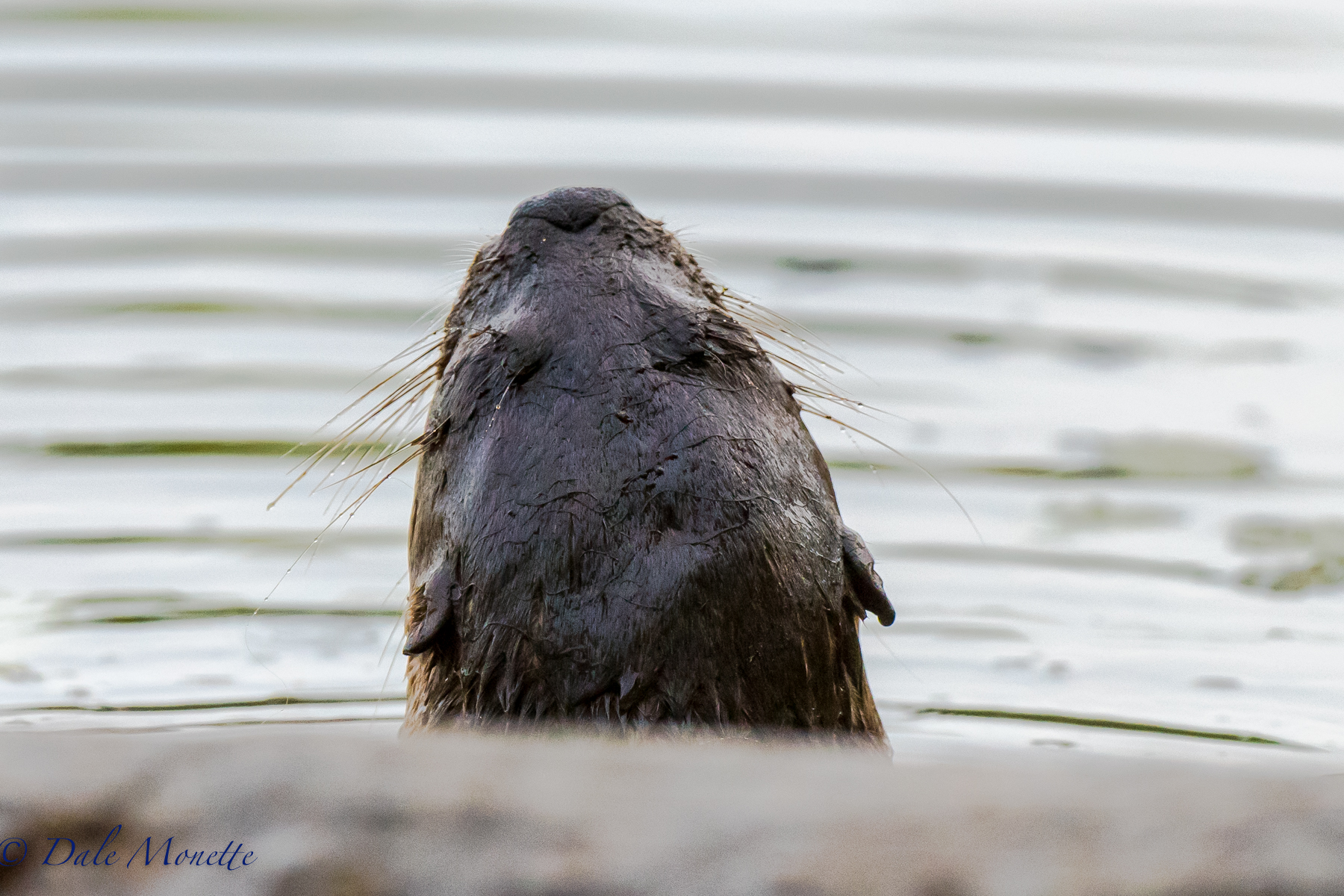   River Otters eat with their mouths straight up in the air sometimes to keep the fish &nbsp;from flopping out. &nbsp;This otter kit popped right up in front of me today and swam 35 feet in front of me and didn't see me up in the woods taking picture