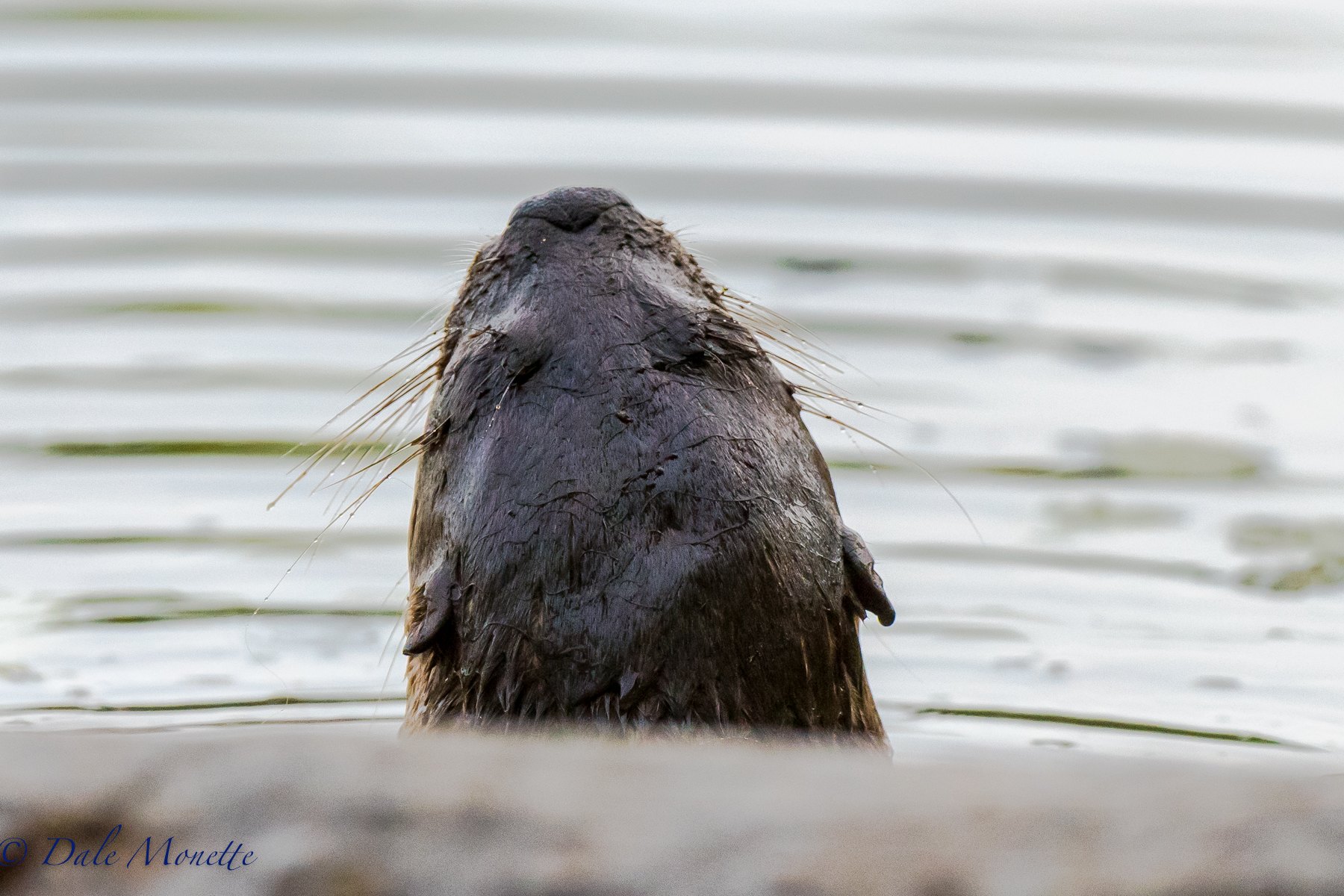 River Otters eat with their mouths straight up in the air sometimes to keep the fish from flopping out. This otter kit popped right up in front of me today and swam 35 feet in front of me and didn't see me up in the woods taking pictures of kingfishers. His back is to me here..... Never a dull moment ! 7/25/16