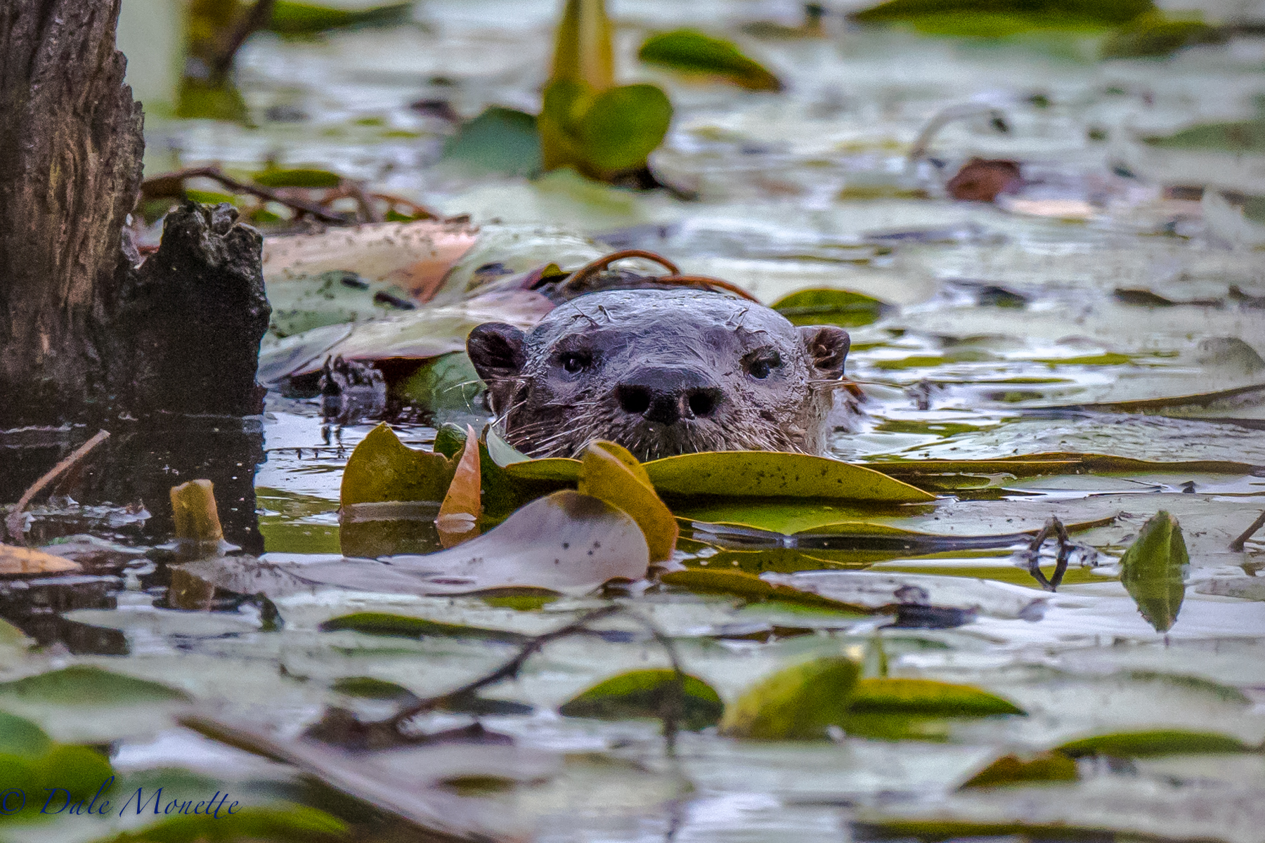 The same river otter looked straight at me and did not see me ! 