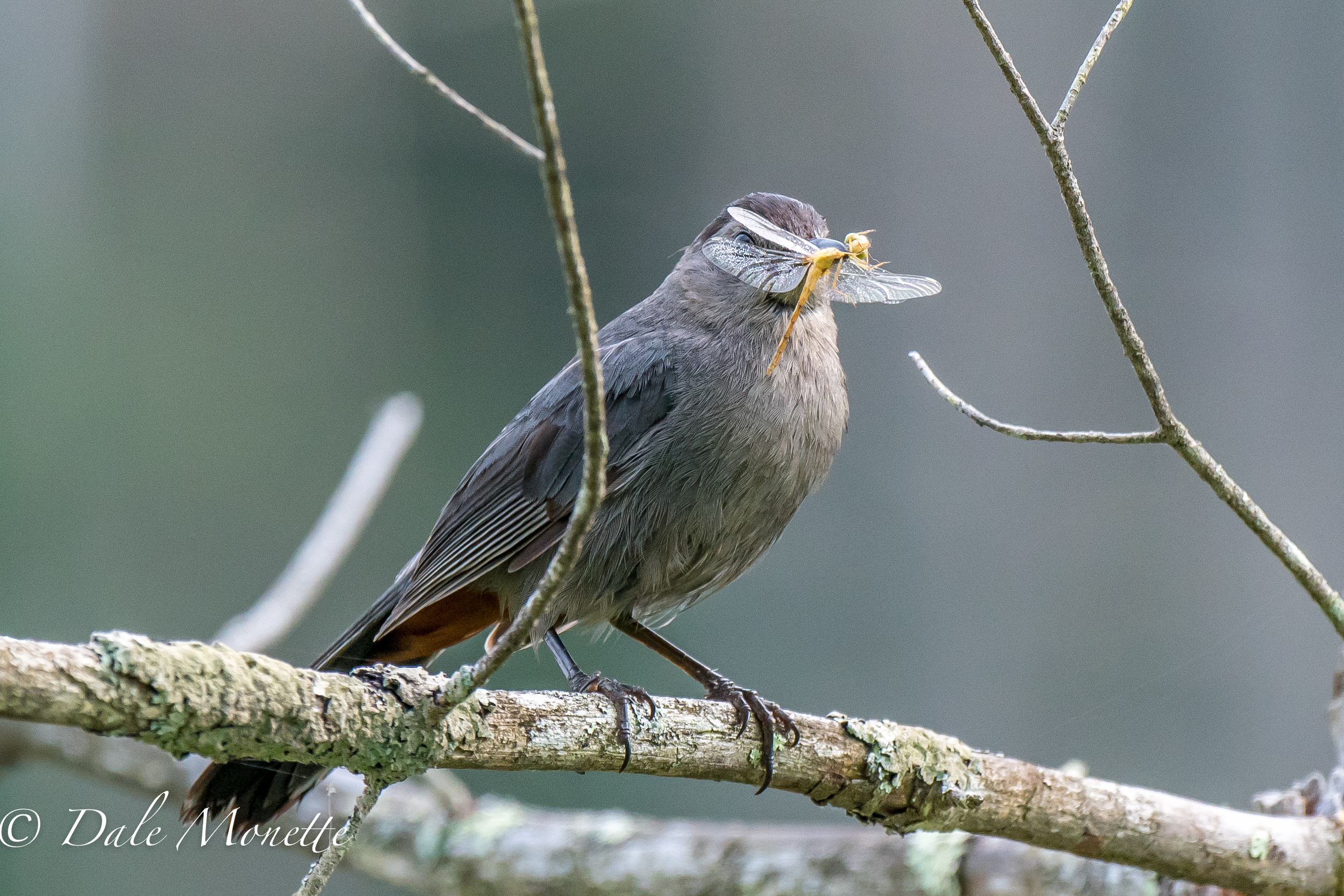   While watching for the kingfishers to do their thing this catbird offered me breakfast ! &nbsp;I kindly refused and he went on his way with it. &nbsp;7/30/16  