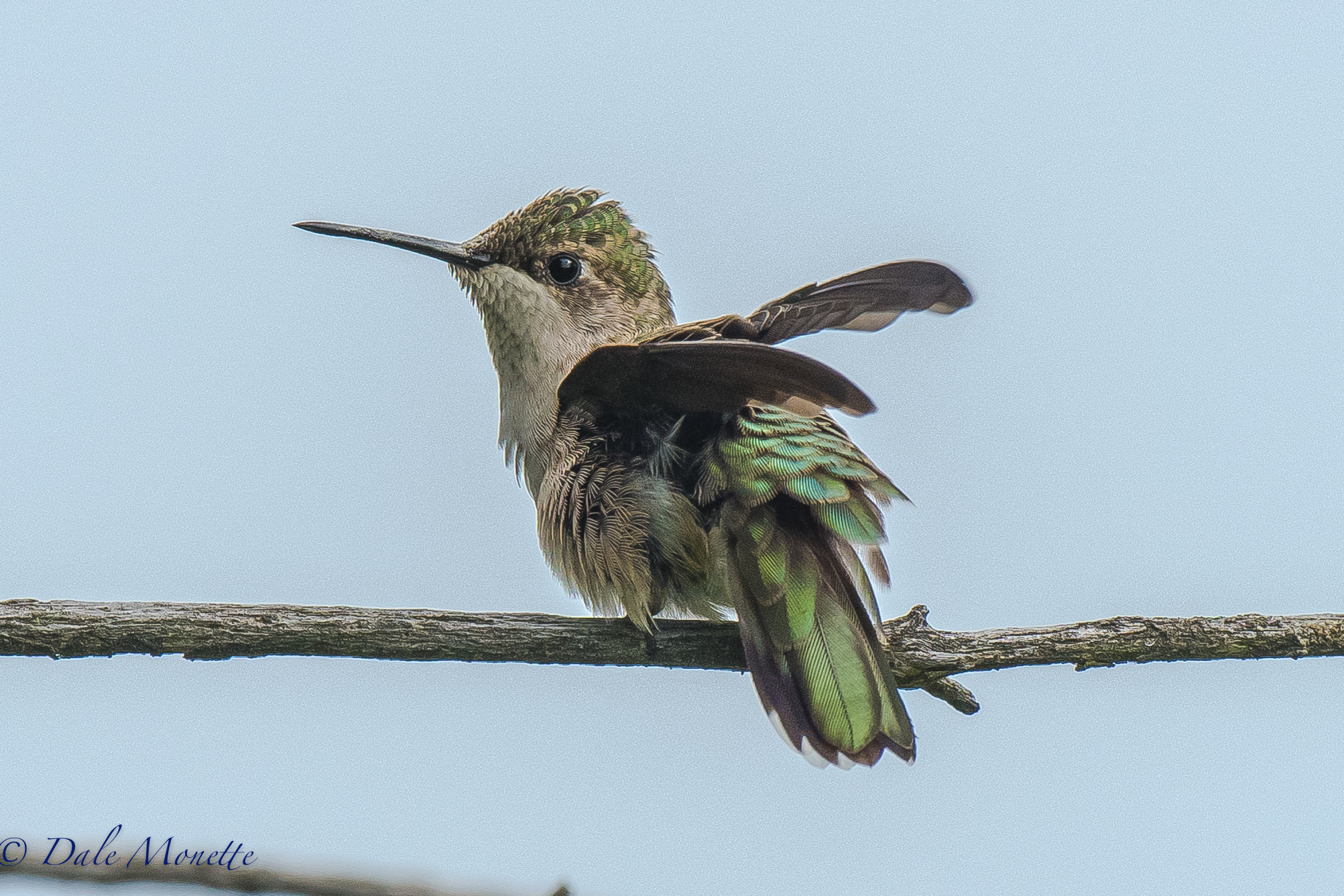 This female ruby throated humming bird stopped for about 30 seconds. Luckily I was all set and was able to grab a couple pictures. 7/30/16