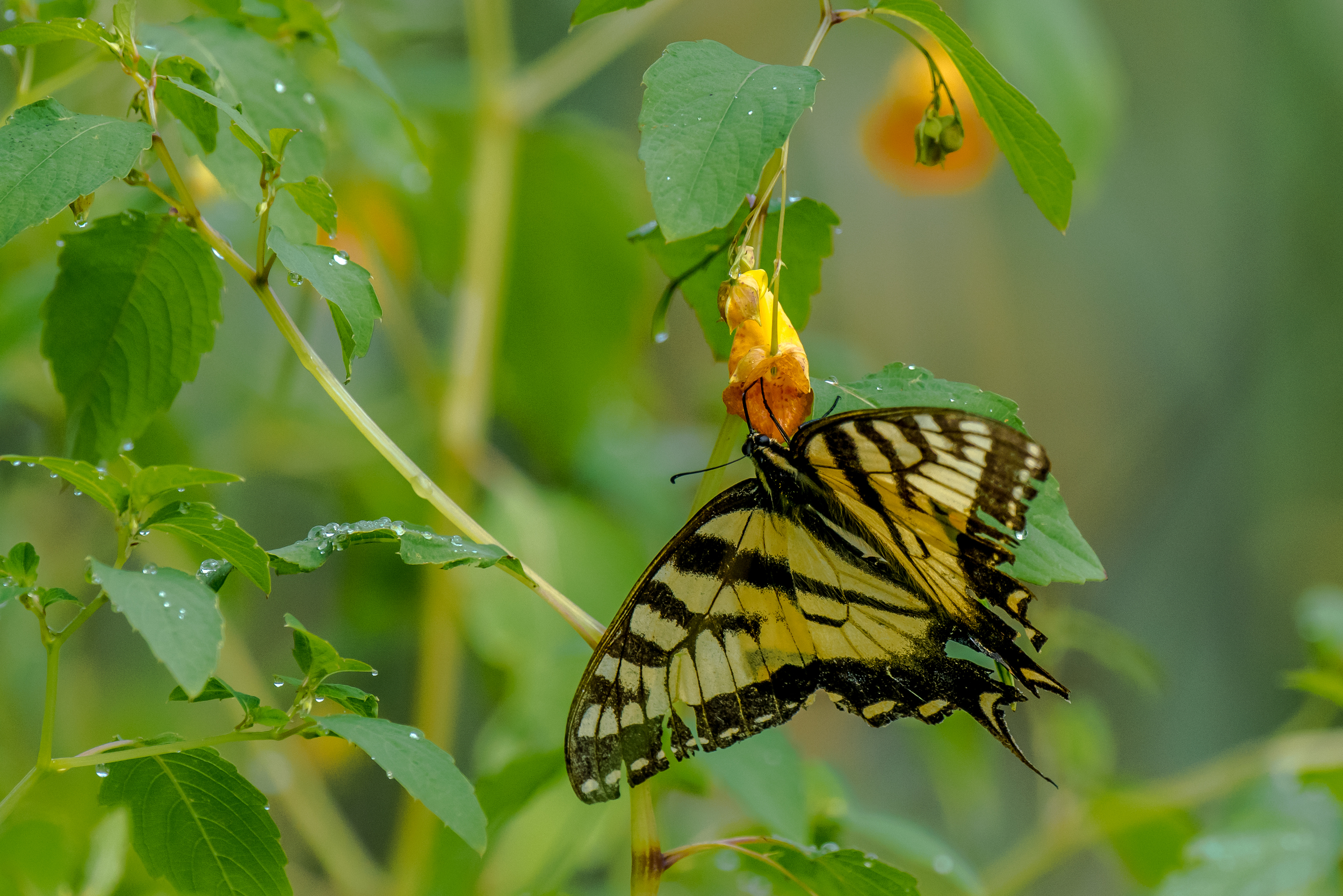 Here is a pretty battered looking tiger swallowtail butterfly that was feeding on this jewel weed plant at pond side a few days ago. I just happen to see it in the early morning while the dew was still all over the plants and grass. 7/31/16