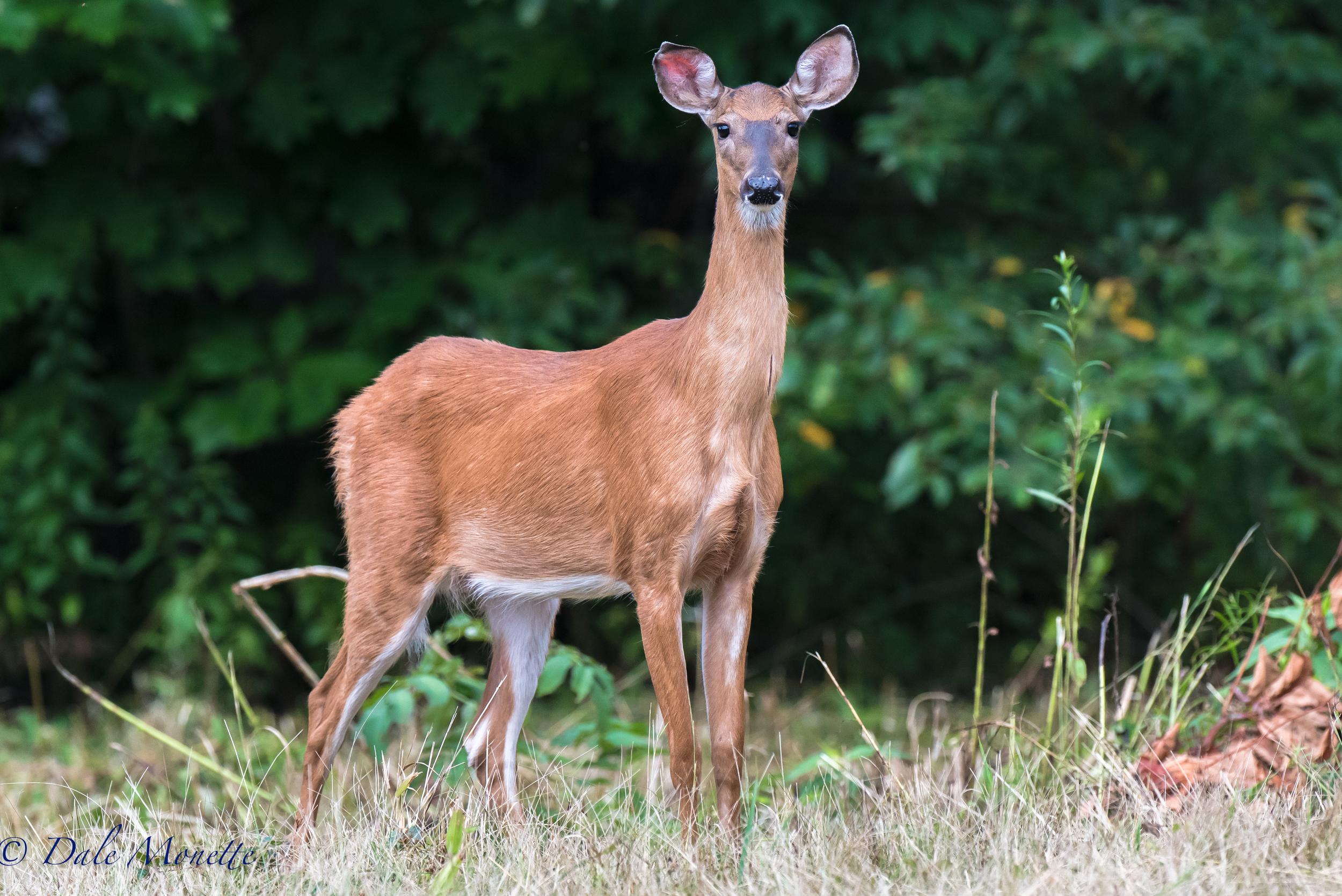   I spend hours standing in one place just watching and waiting. &nbsp;This morning after 90 minutes I turned around and moved about 20 feet. &nbsp;This doe jumped up from about 30 &nbsp;feet to my left and scared the crap out of me. &nbsp;She then s