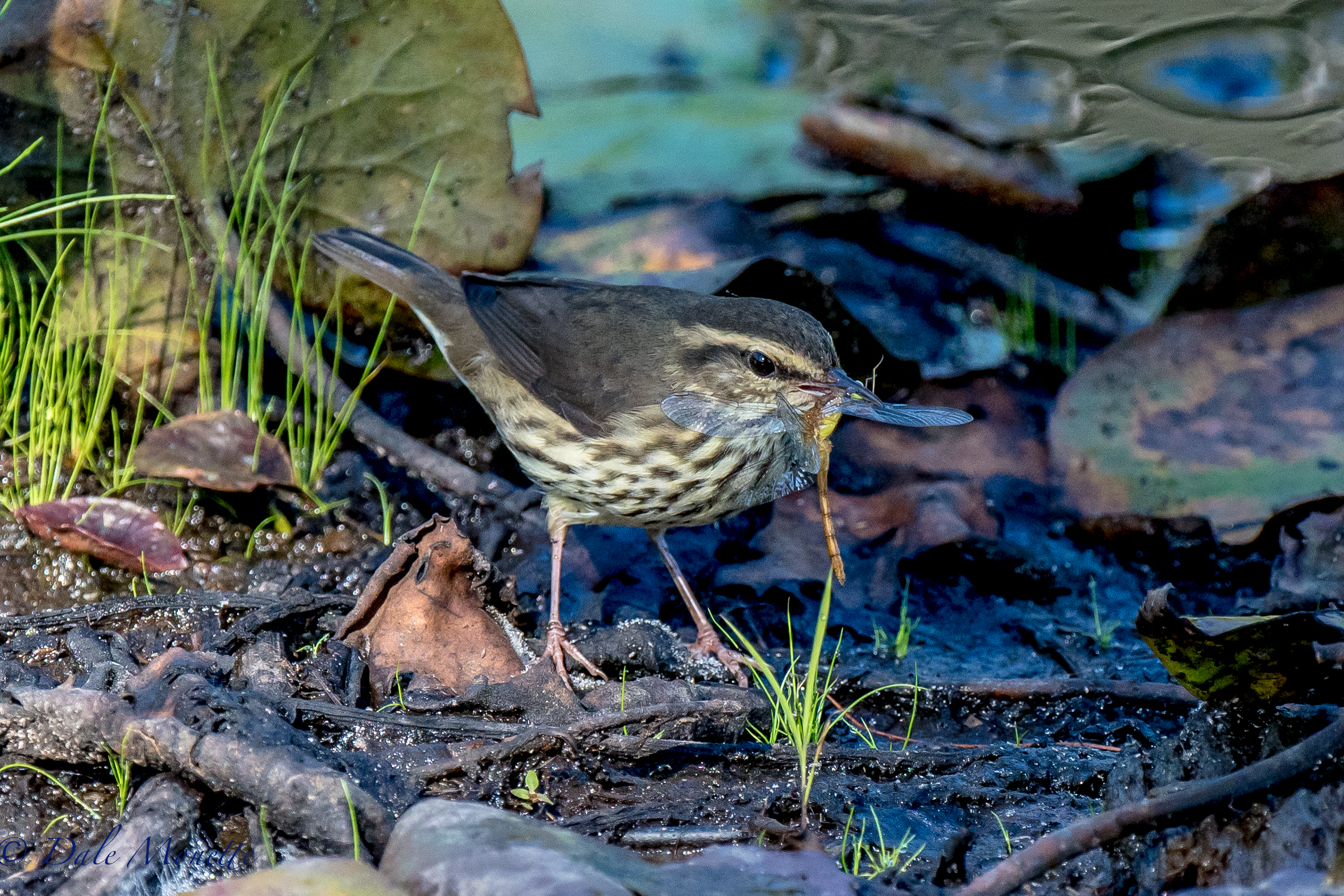   A northern waterthrush wrestles with his breakfast this morning, a large dragonfly. &nbsp;8/8/16  