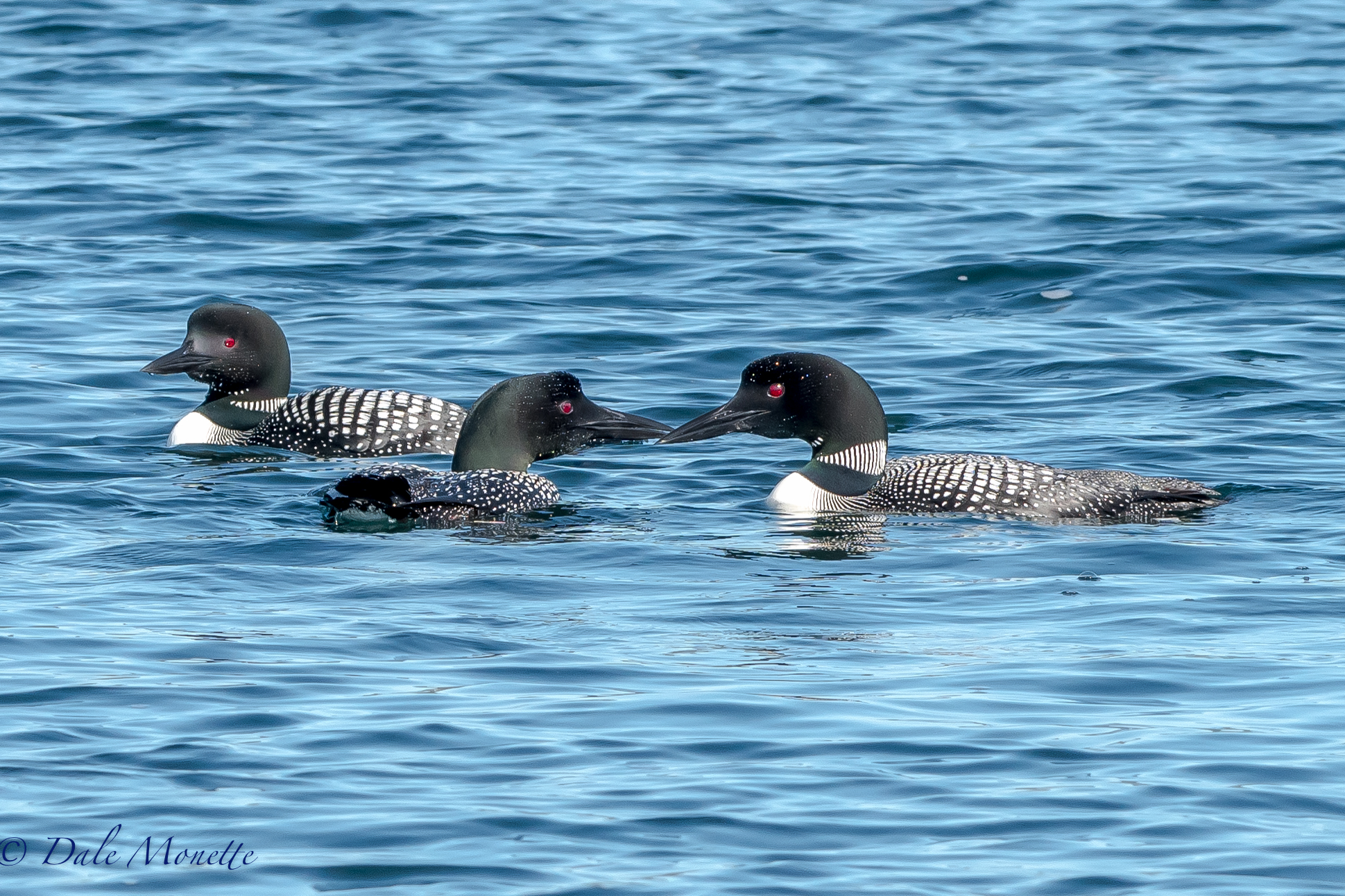   Its that time of year when the loons at Quabbin are starting to group up after nesting. These birds have either failed nesting , lost chicks to predation of just didnt nest. &nbsp;Its common to see groups of up to ten loons hanging out together. Ta