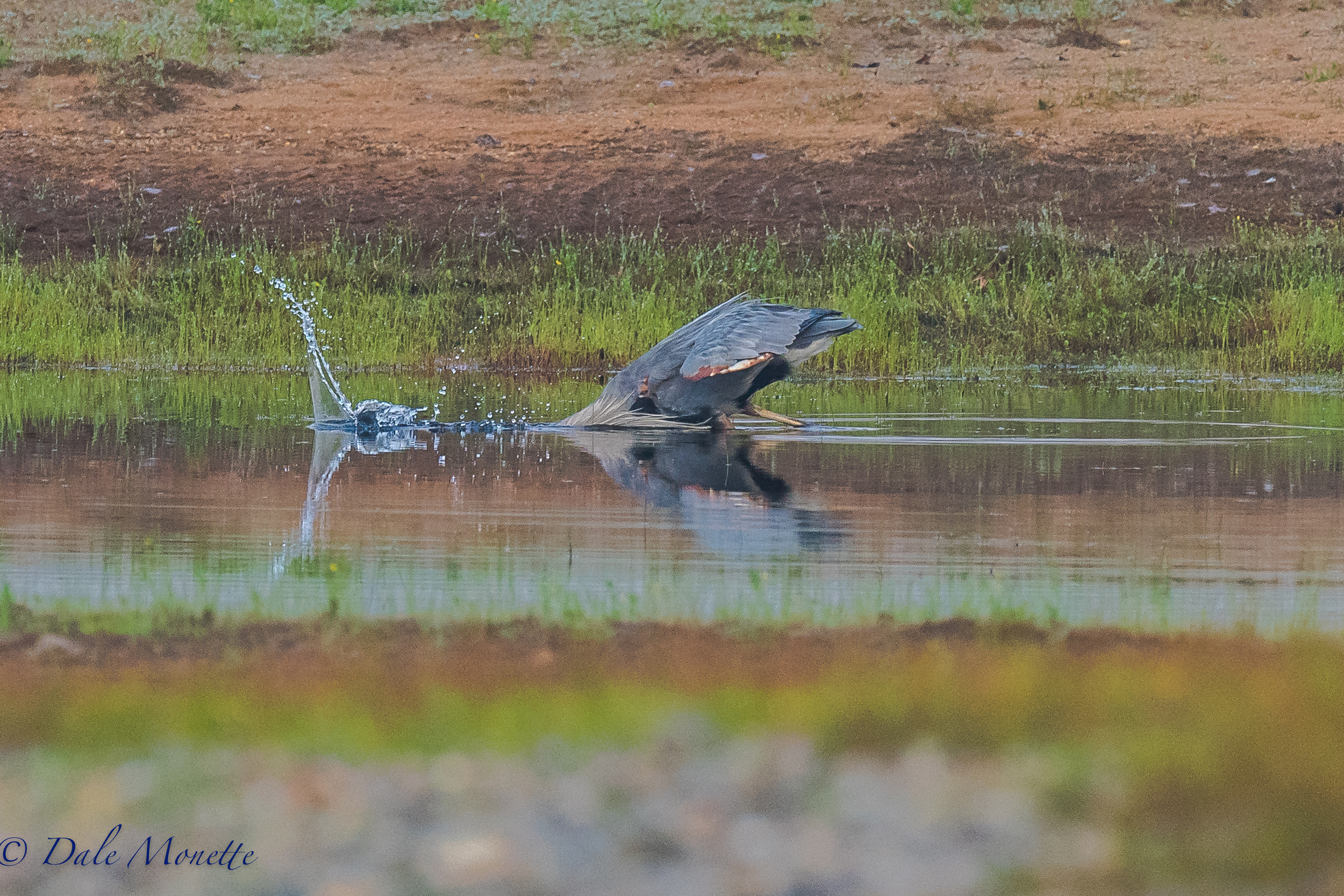   A great blue heron snaps up a fish along the shore of Quabbin early this morning. &nbsp;It was in a small pond along the shore that had some stranded fish in it because of the low water. &nbsp;8/11/16  