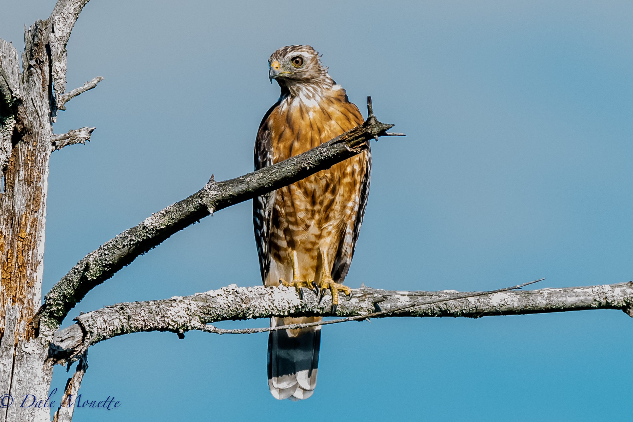   A juvenile red shouldered hawk landed right beside me in a dead tree in a swamp this morning. &nbsp;A few minutes later I saw him flying along with his breakfast in his talons. &nbsp;8/12/16  