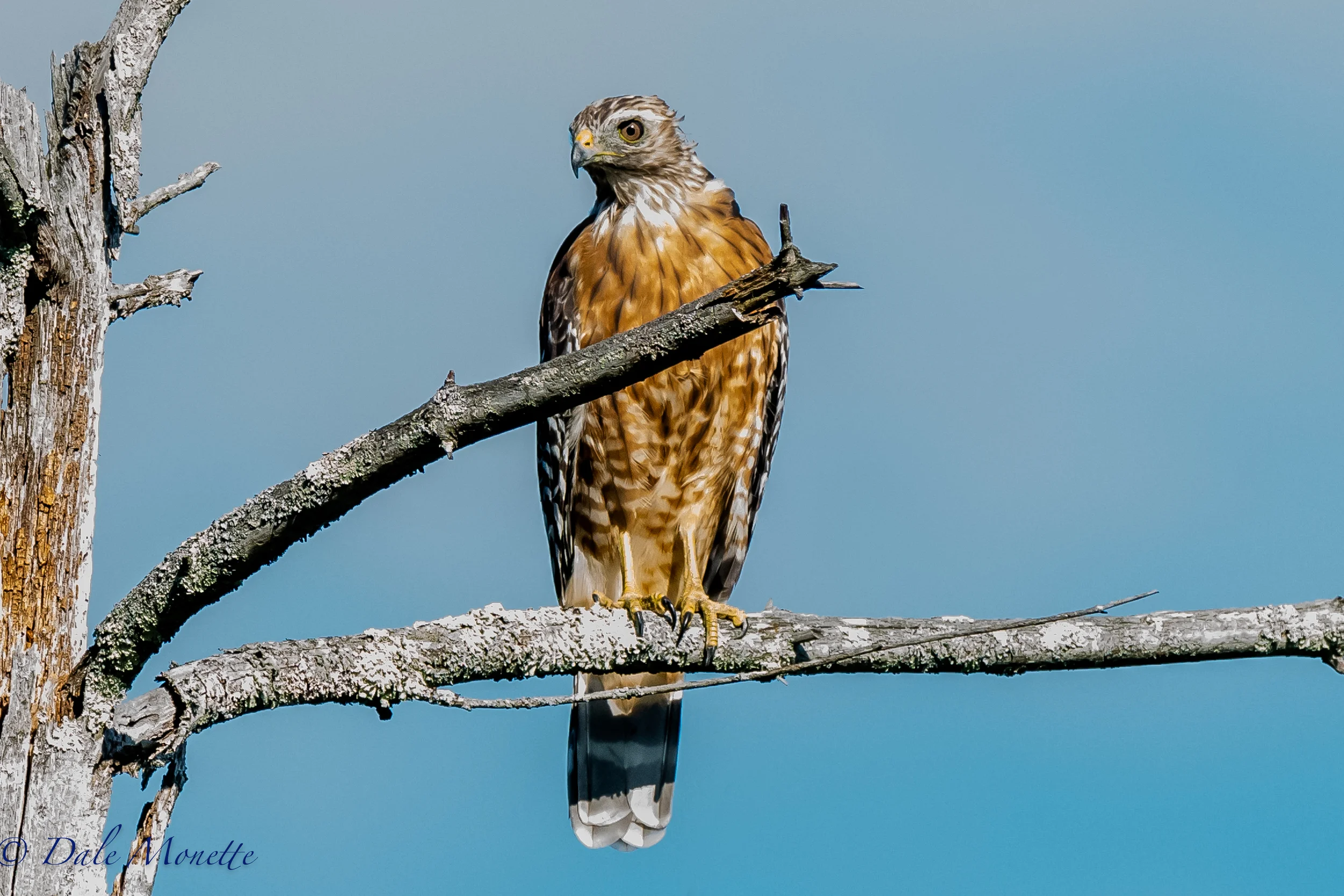 A juvenile red shouldered hawk landed right beside me in a dead tree in a swamp this morning. A few minutes later I saw him flying along with his breakfast in his talons. 8/12/16