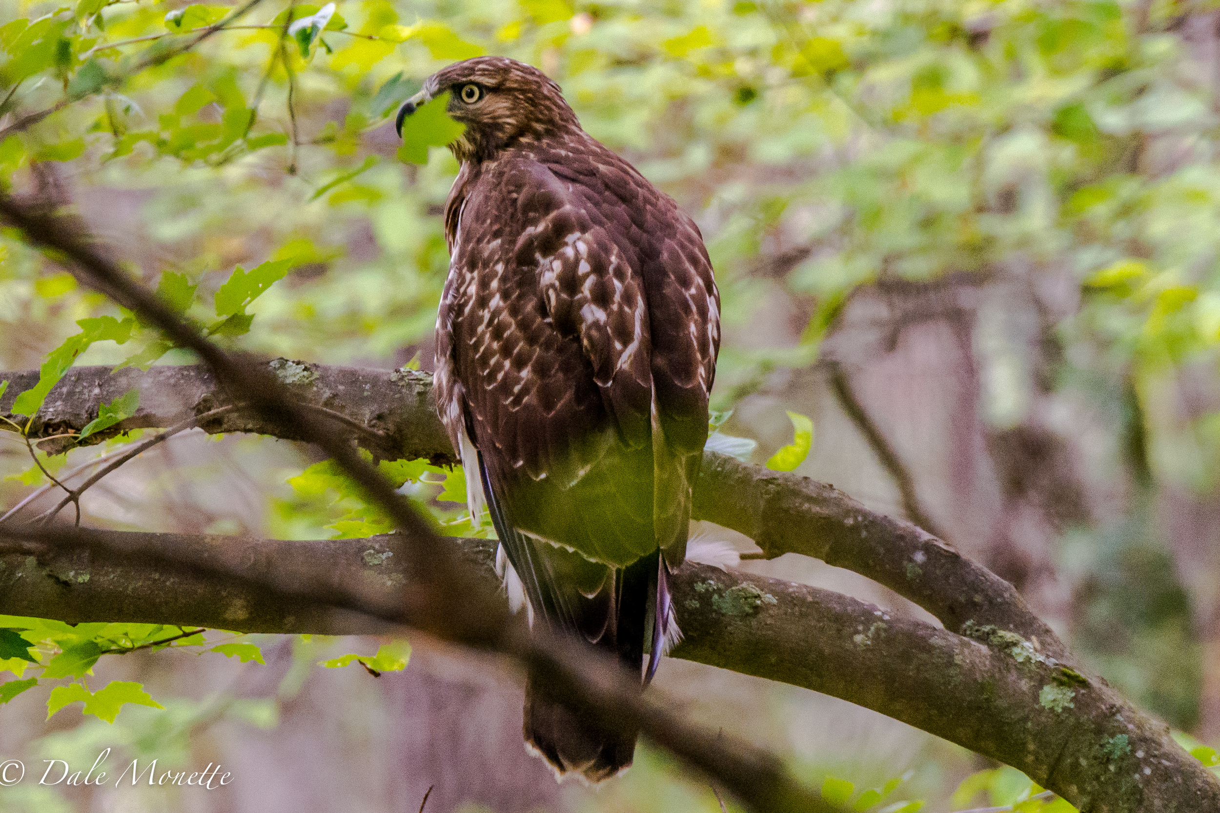   Lots of young hawks buzzing about the Quabbin woods these days. &nbsp;here's a young red-tailed hawk hunting the shoreline of Quabbin for &nbsp;breakfast in the early morning. &nbsp;8/13/16  