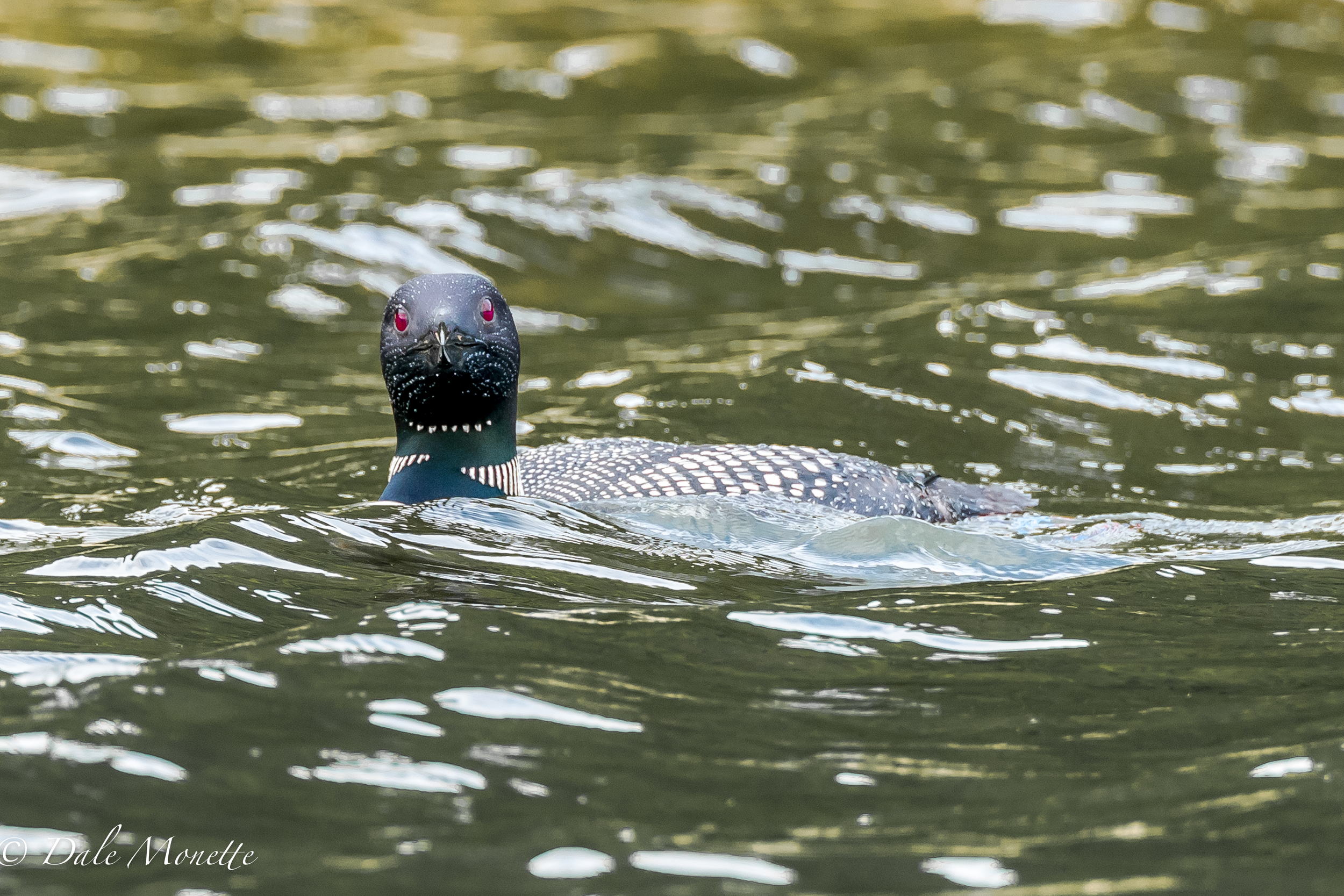    Here's a shot of a common loon taken today on the Quabbin Reservoir. Most shots I see are all side shots of loons. Here's one you don't see to often. &nbsp;8/17/18   