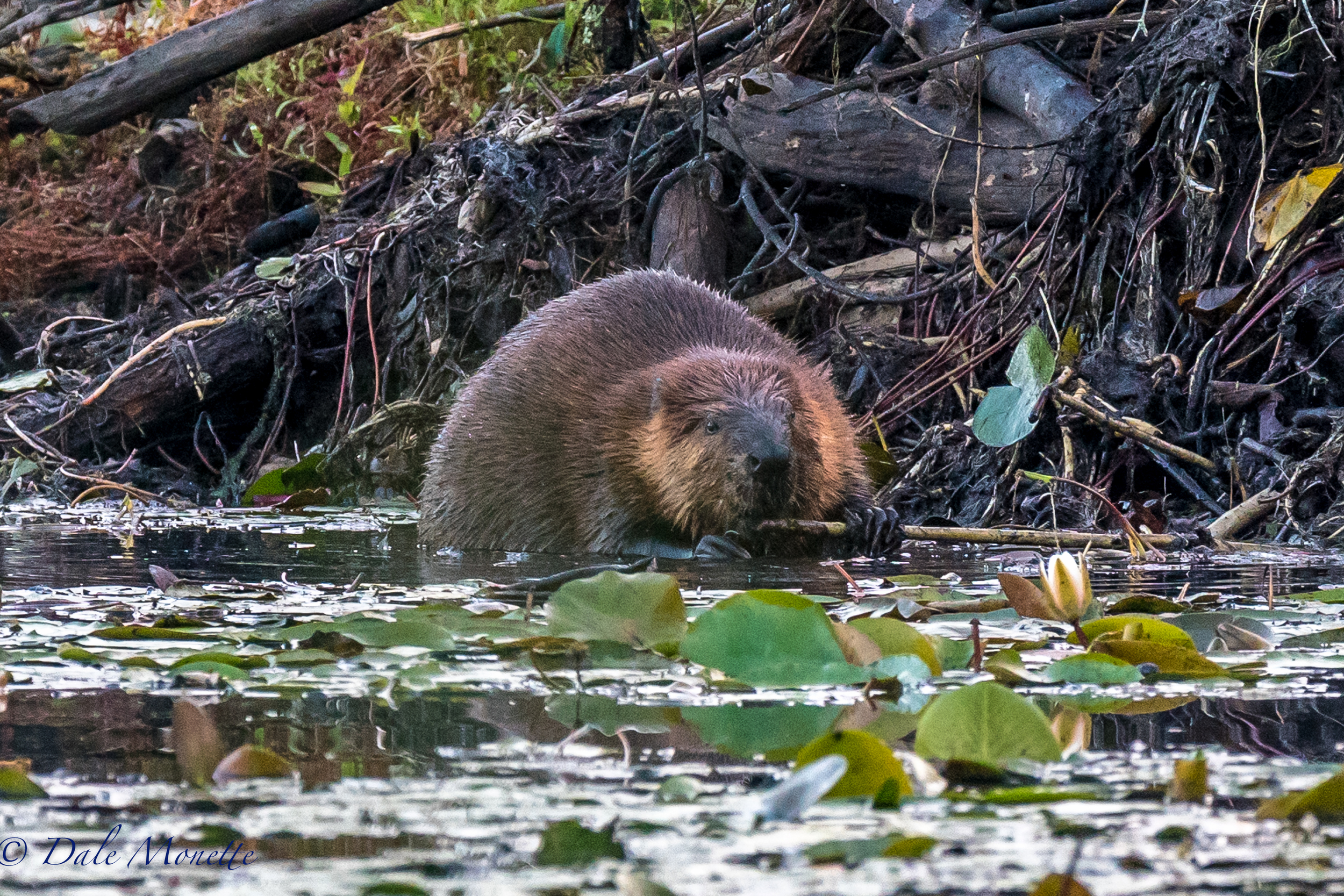   This beaver was out of the water loafing in the sun last week. &nbsp;Today I figured out why. &nbsp;He is starting to get the lodge ready for winter by smearing mud and weeds on it for winterizing it. &nbsp;Does he know something we don't ? &nbsp;8