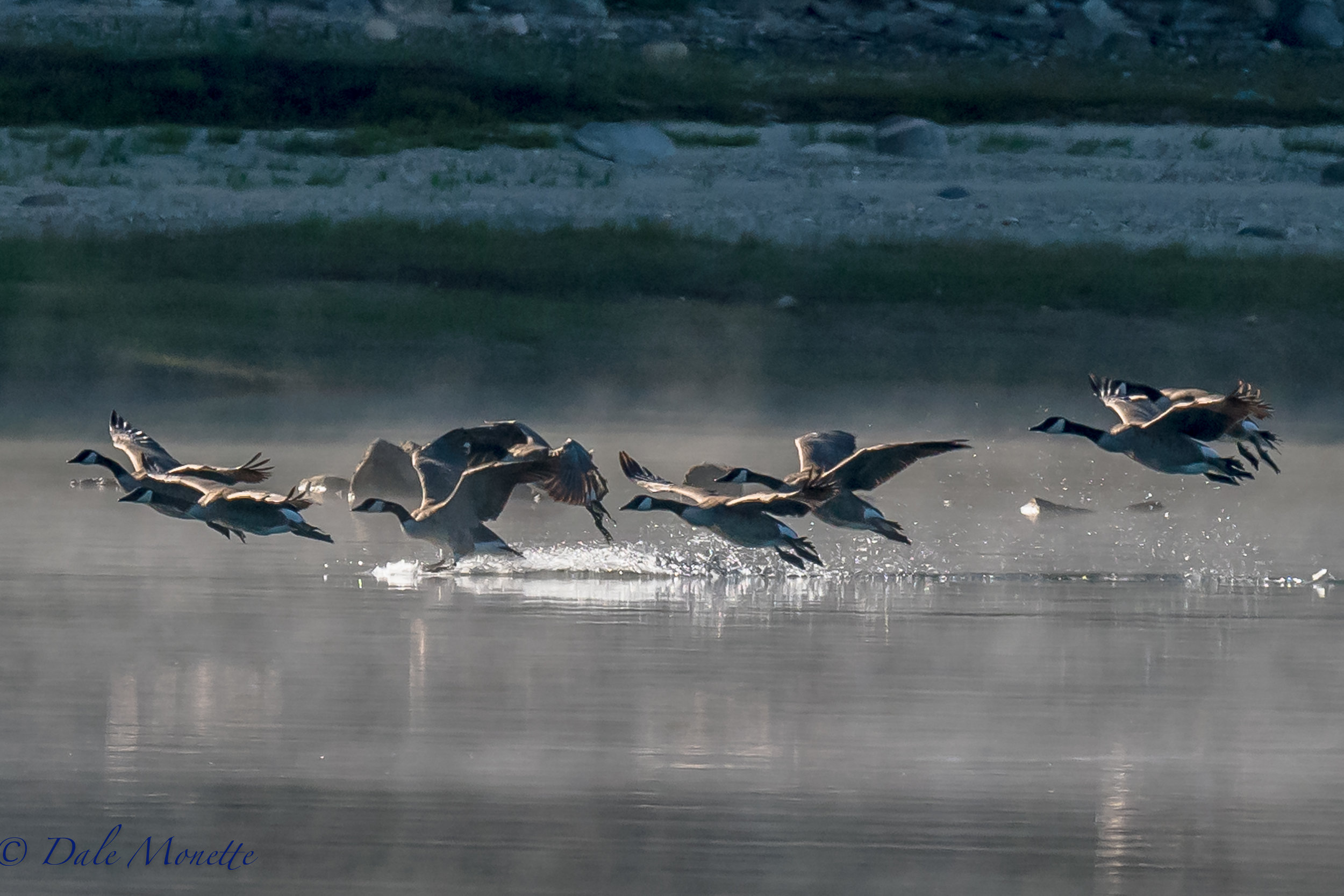   Canada geese dropping out of the fog along the Quabbin shoreline. &nbsp;I love the morning fog at Quabbin. &nbsp;You never know what will drop out of the sky !! &nbsp;8/23/16  