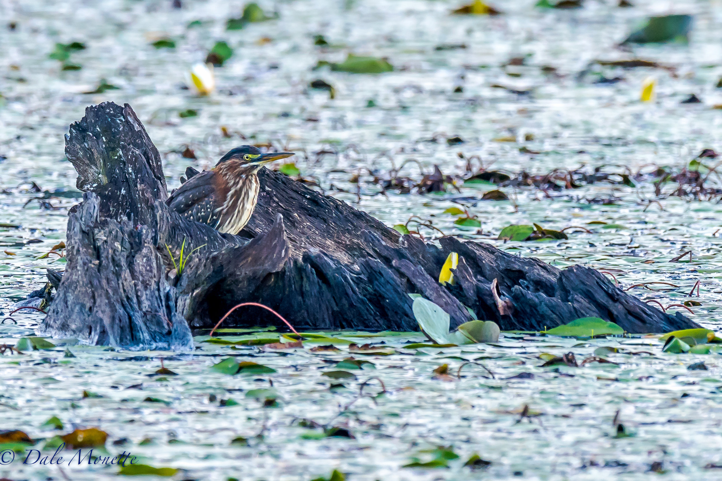   A juvenile green heron is watching the world go by in a hollowed out stump. &nbsp;8/25/16  