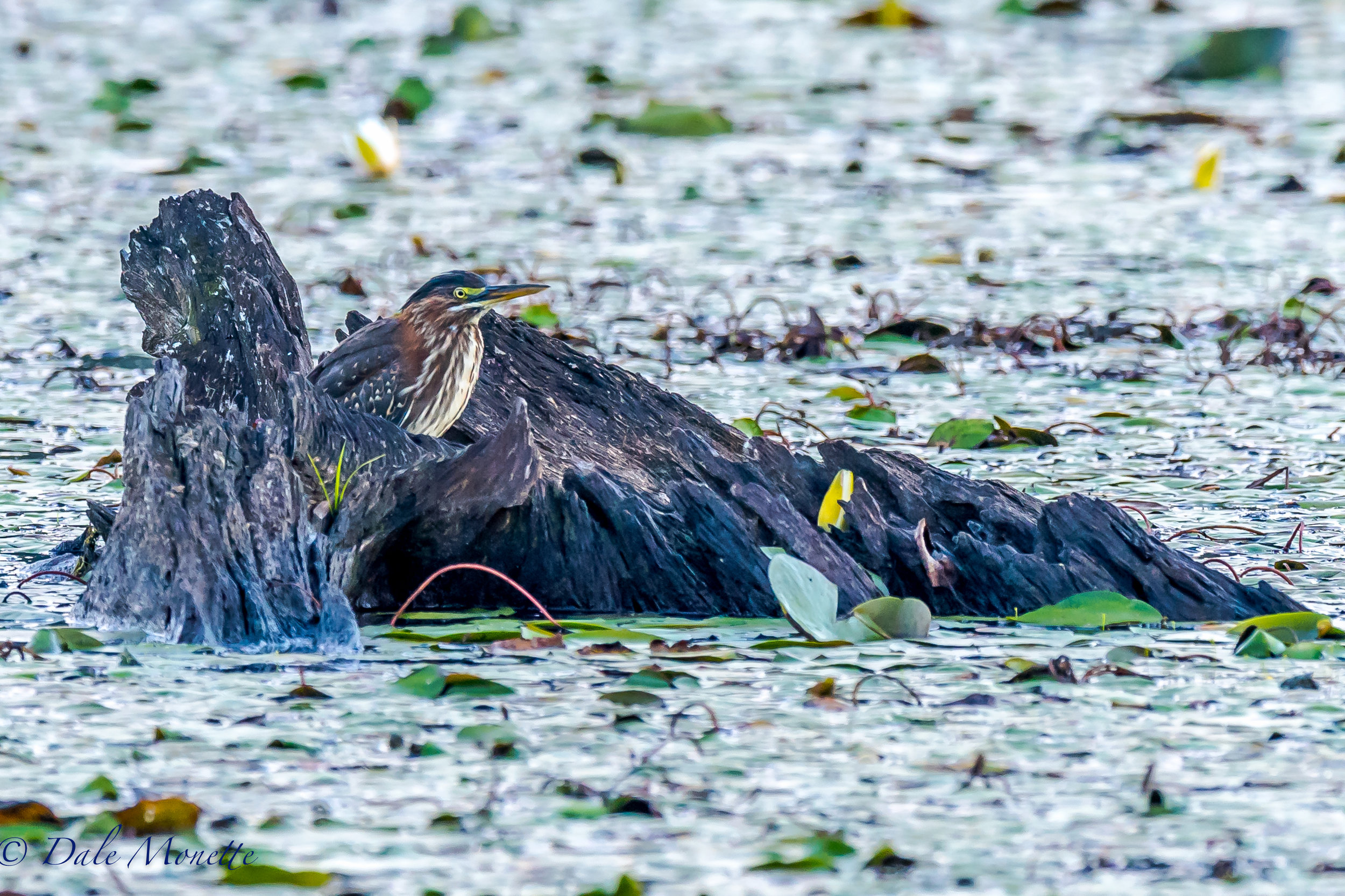 A juvenile green heron is watching the world go by in a hollowed out stump. 8/25/16