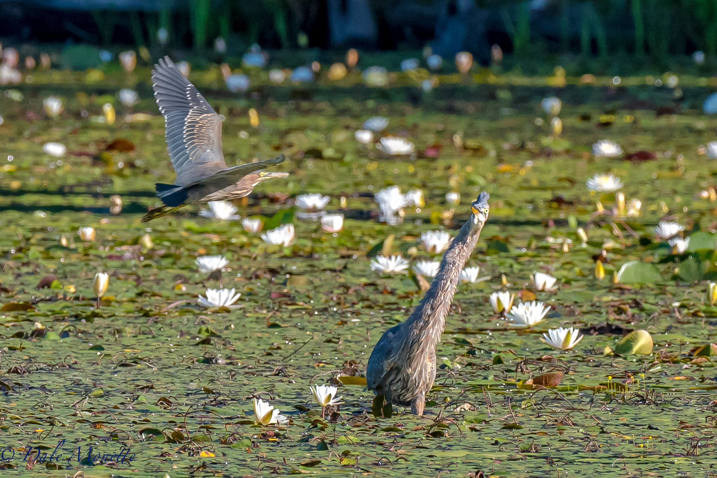   The look on this great blue heron's face as this green heron buzzes him just cracked me up when I saw it on my computer screen !! &nbsp;8/27/16  